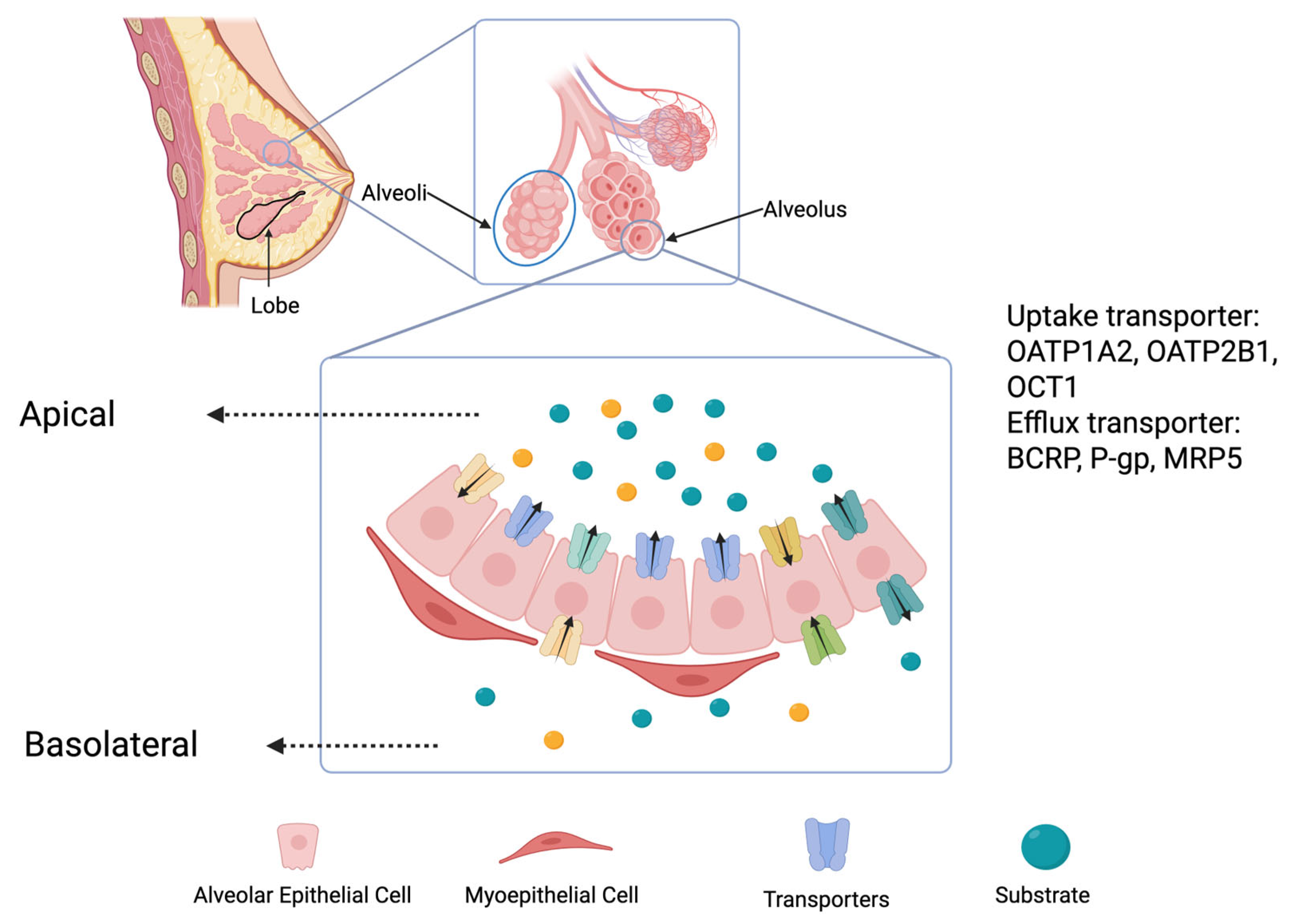 Pharmaceutics 17 00719 g001