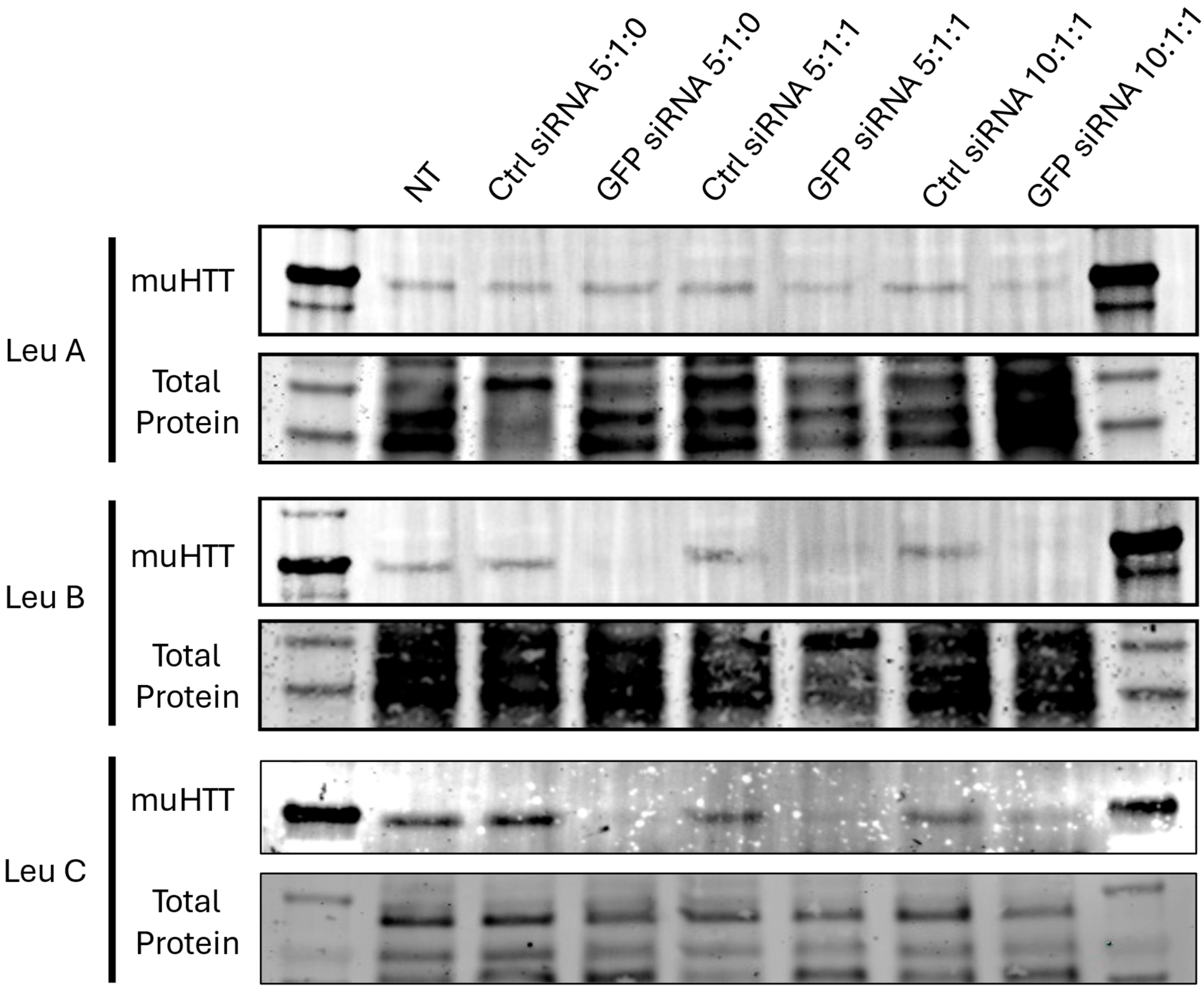Pharmaceutics 17 00726 g006