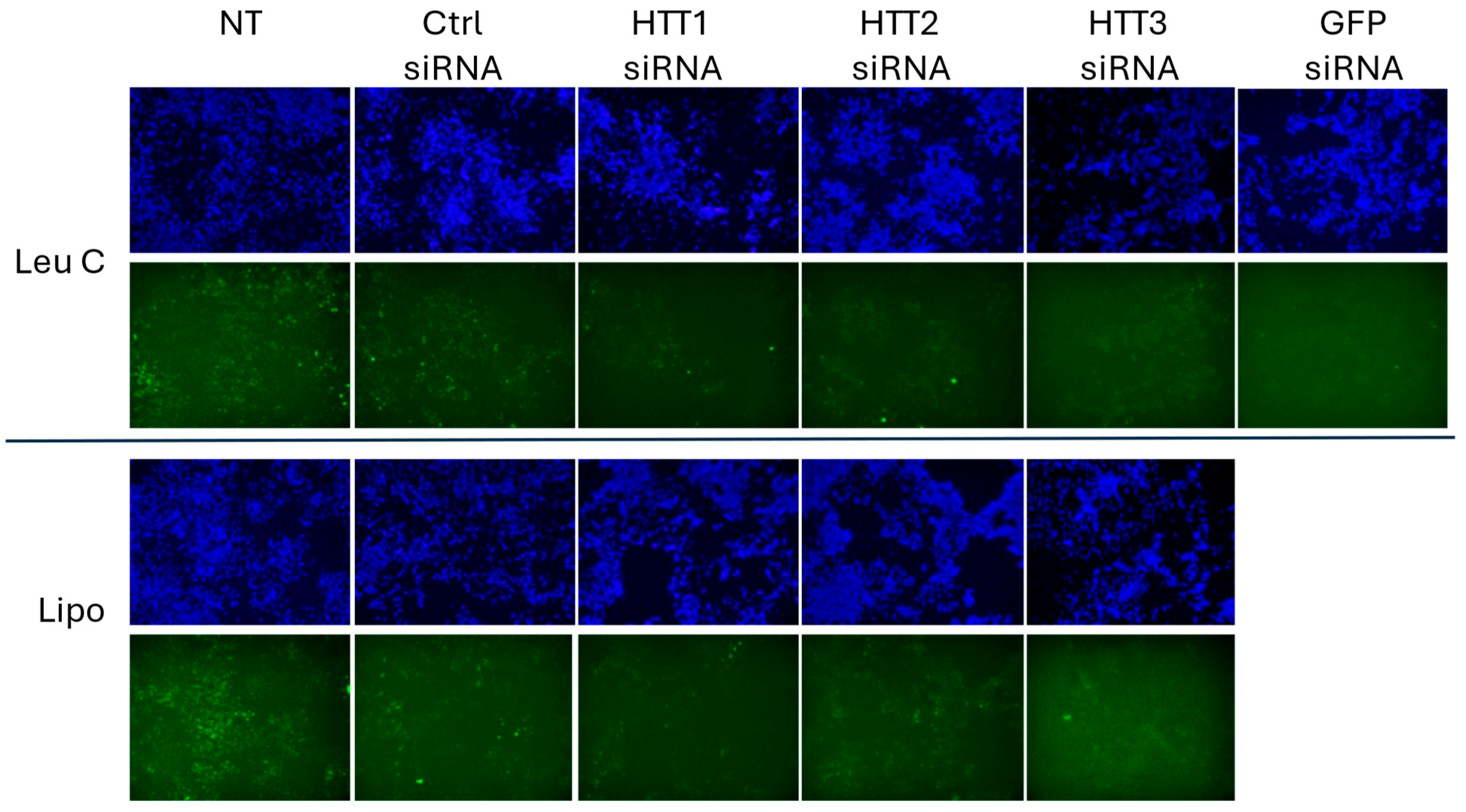 Pharmaceutics 17 00726 g011