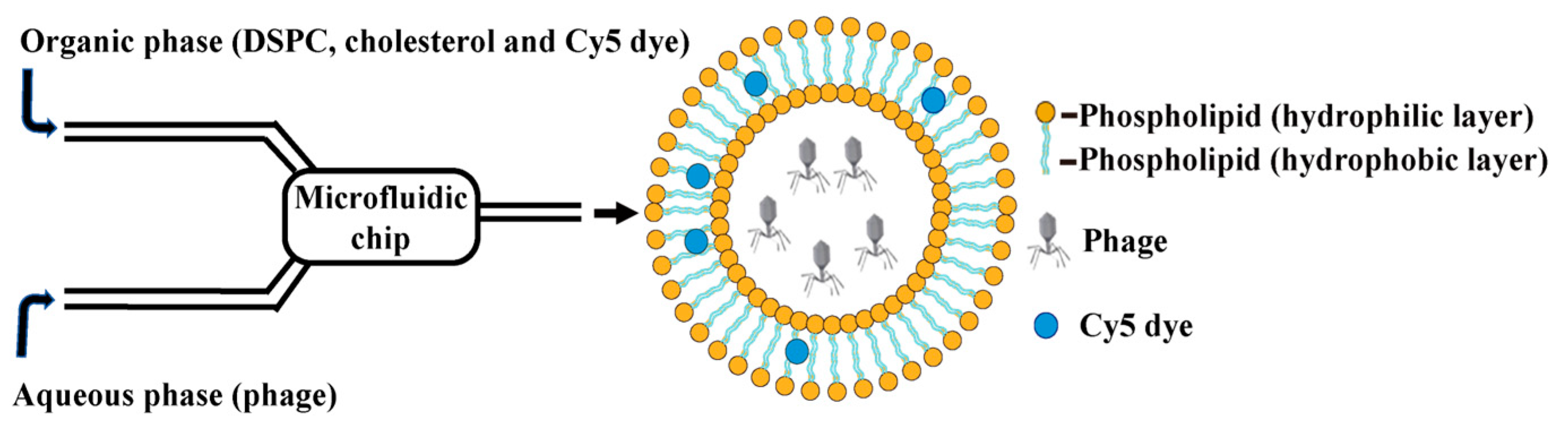 Pharmaceutics 17 00743 g001