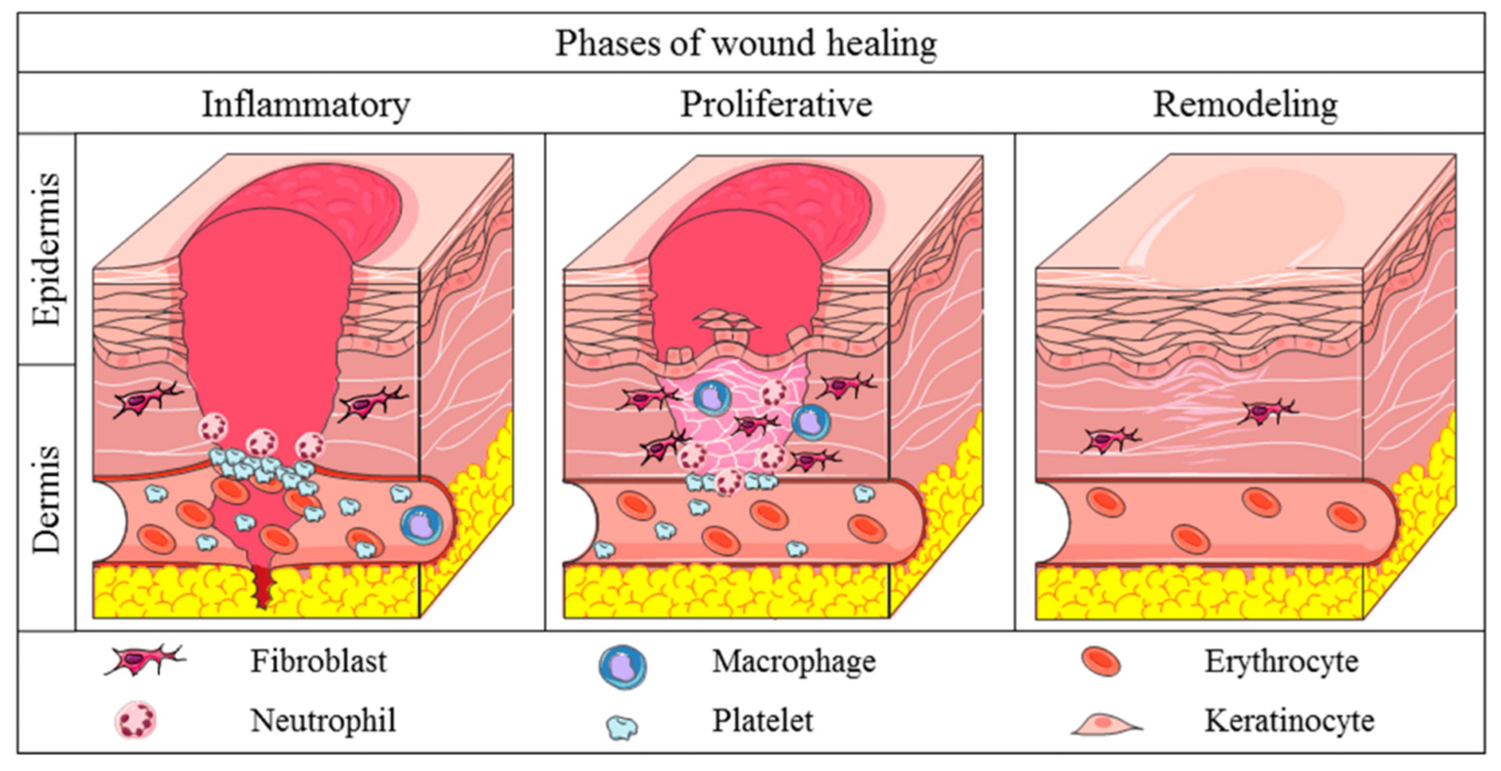 Pharmaceutics 17 00758 g001