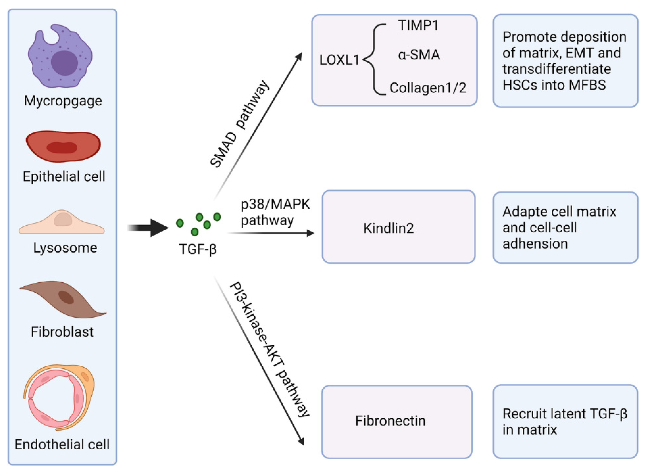 Pharmaceutics 17 00758 g003