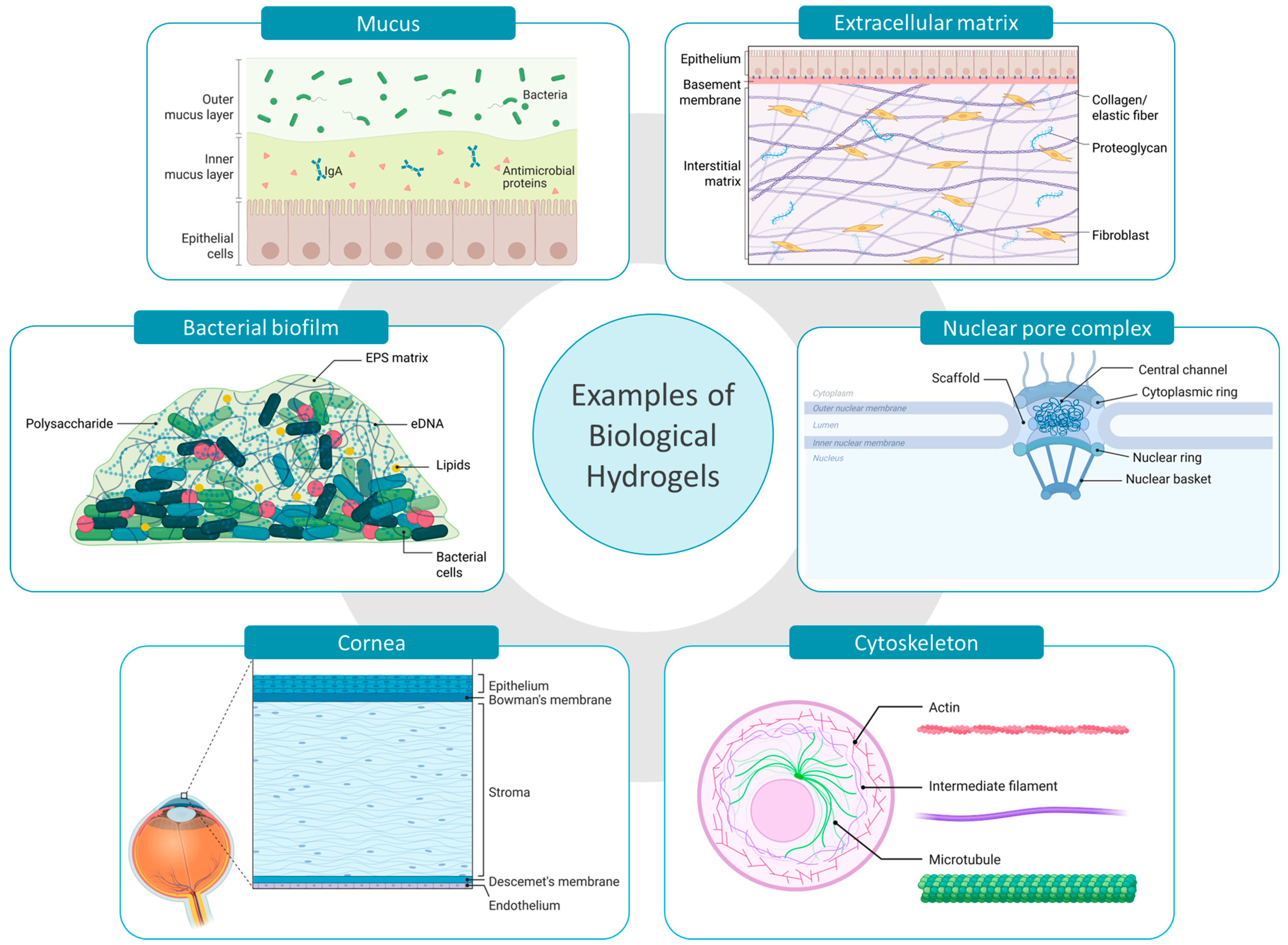 Pharmaceutics 17 00760 g001