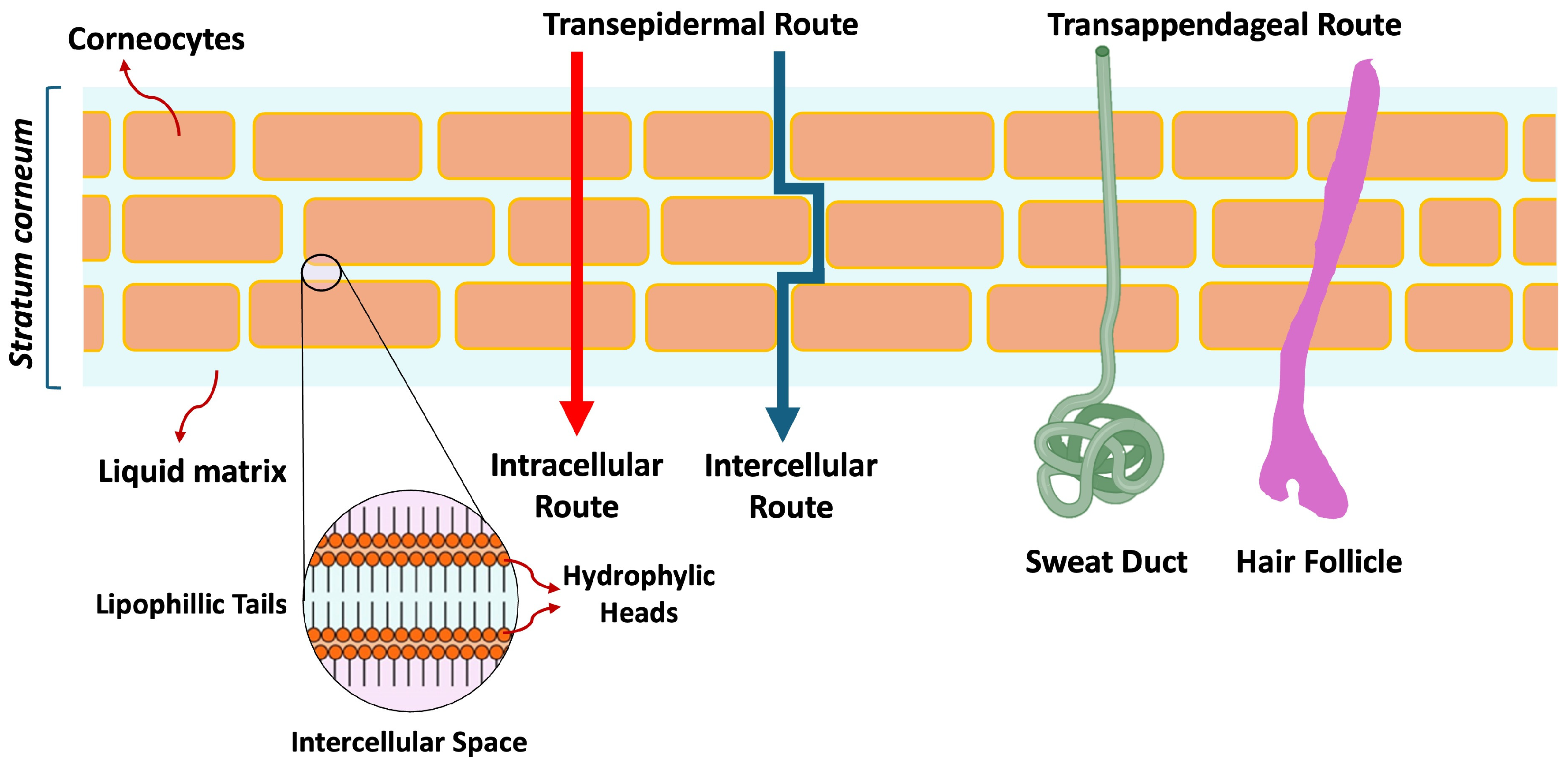Pharmaceutics 17 00764 g002