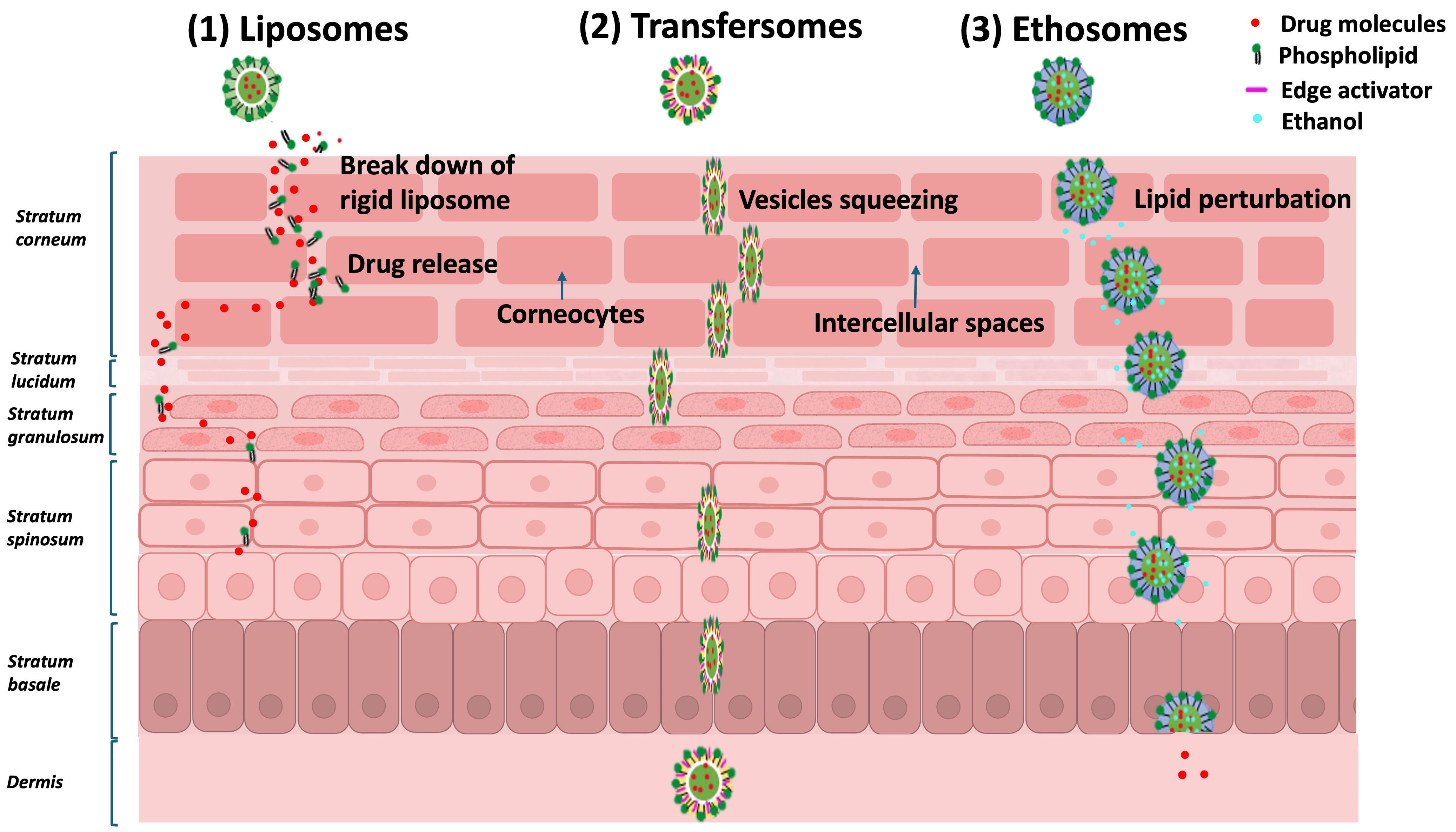 Pharmaceutics 17 00764 g005