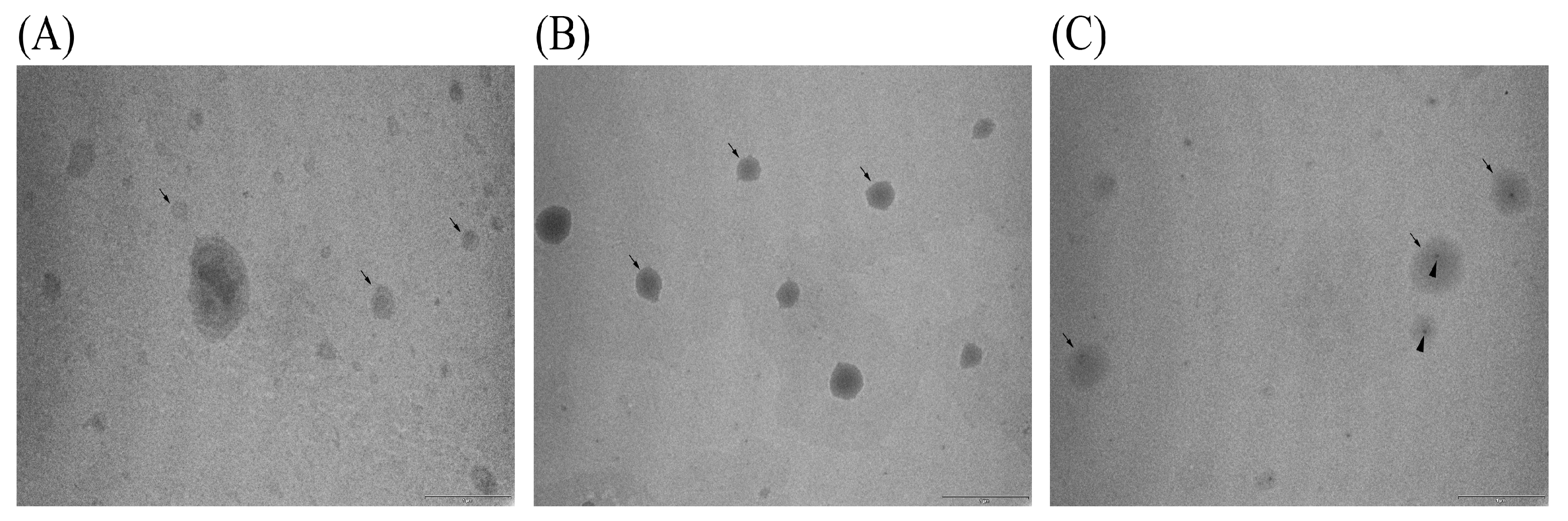 Pharmaceutics 17 00776 g005