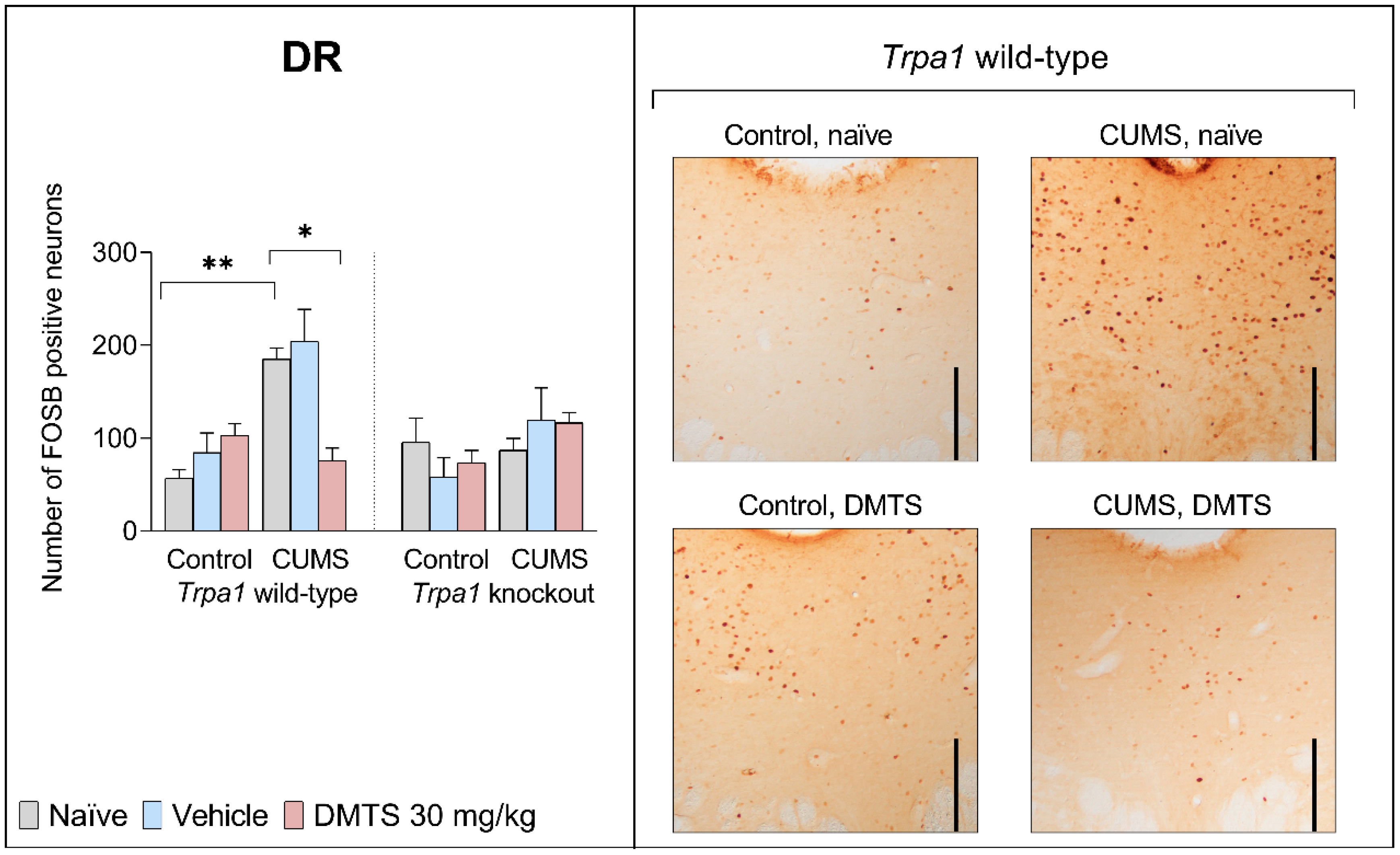 Pharmaceutics 17 00781 g006 Pharmaceutics 17 00781 g006