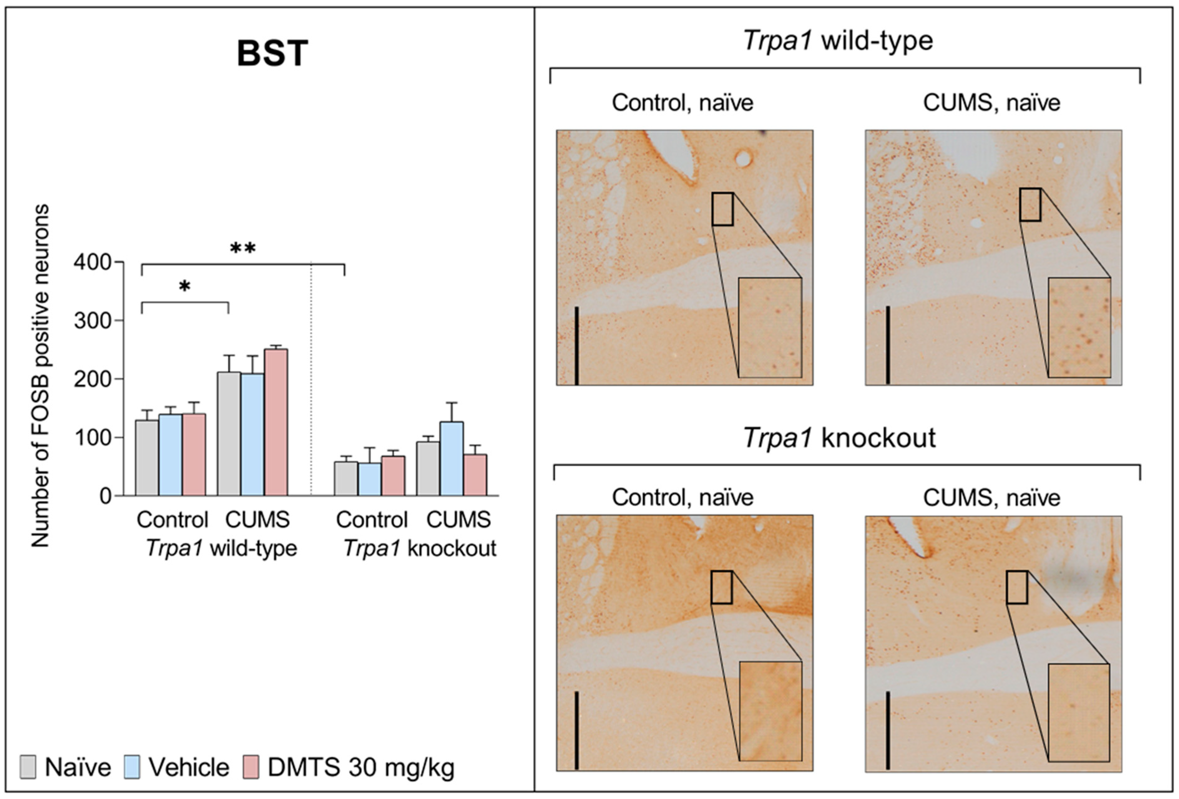 Pharmaceutics 17 00781 g011 Pharmaceutics 17 00781 g011