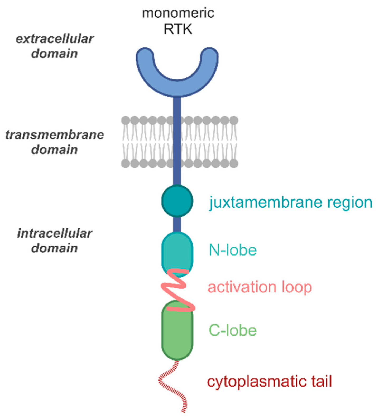 Pharmaceutics 17 00783 g001