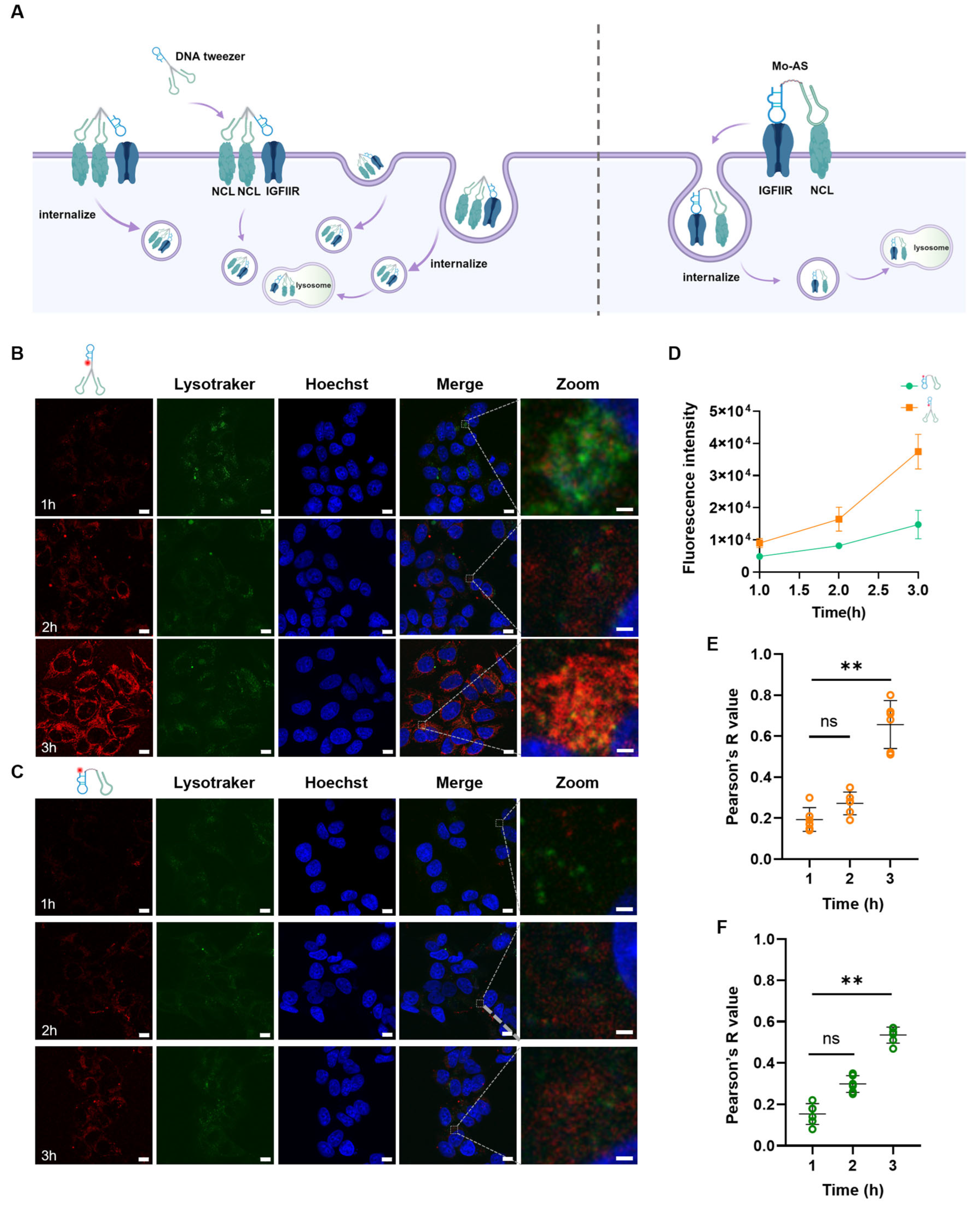 Pharmaceutics 17 00785 g002