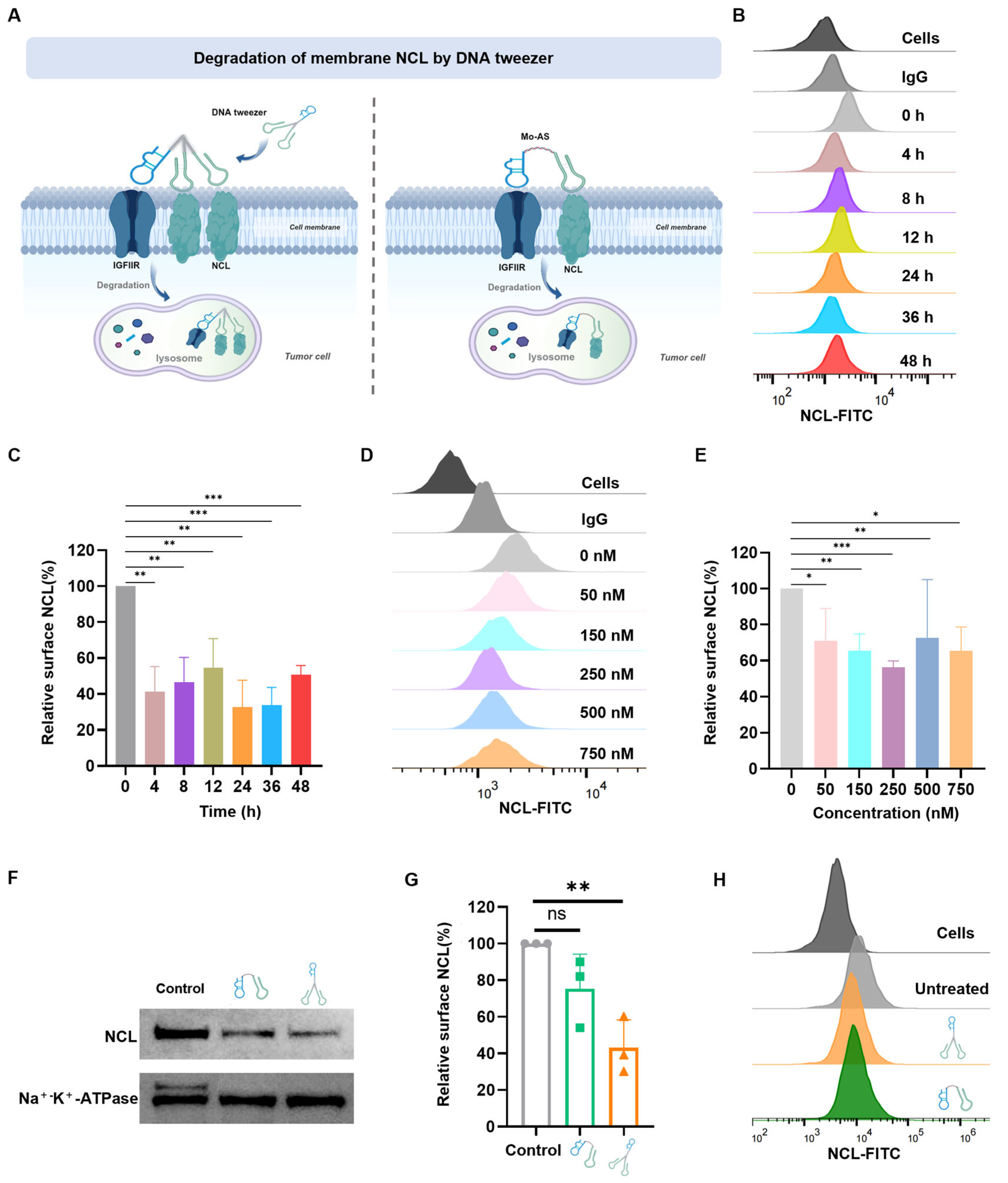Pharmaceutics 17 00785 g003
