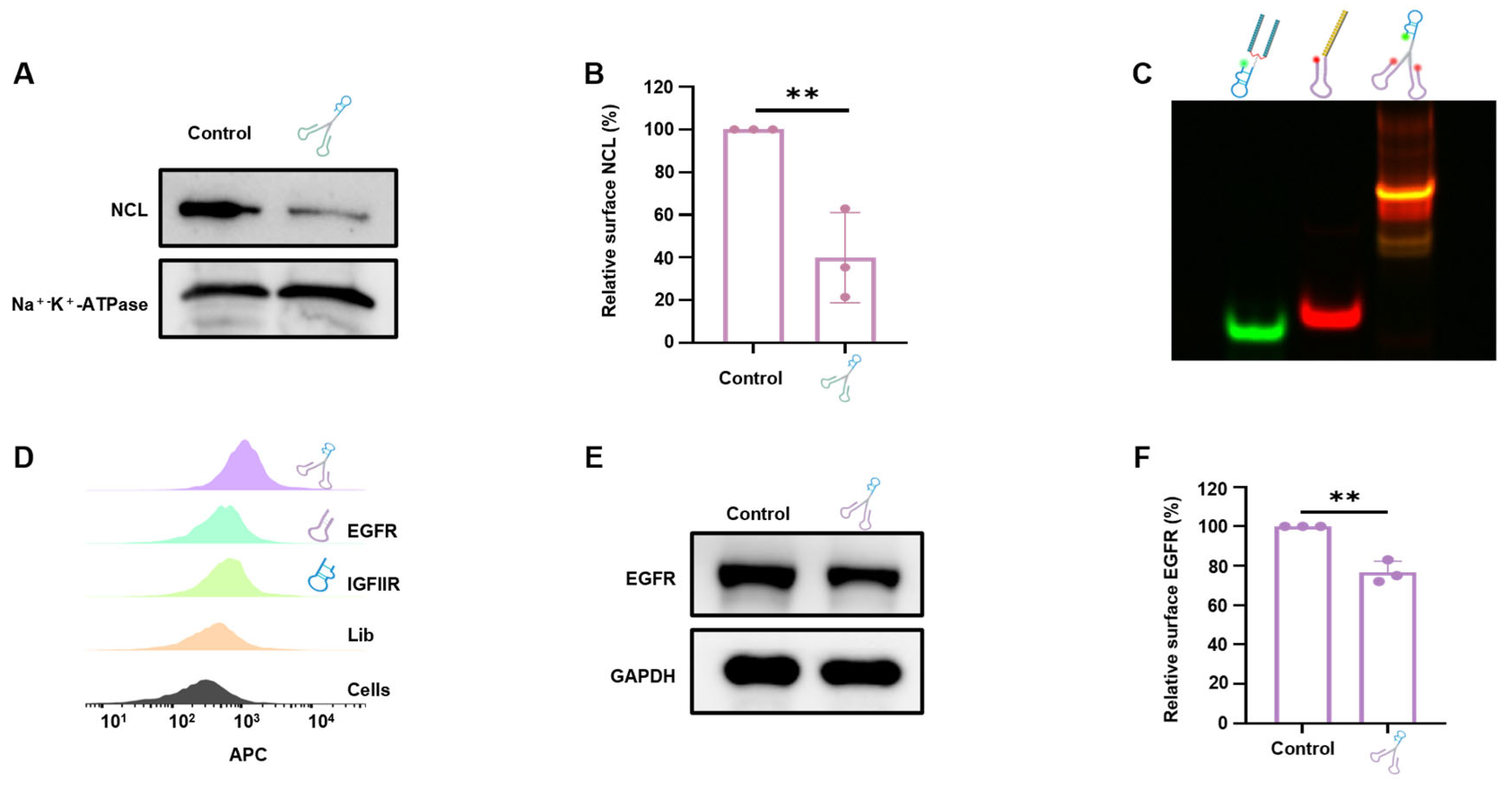 Pharmaceutics 17 00785 g006
