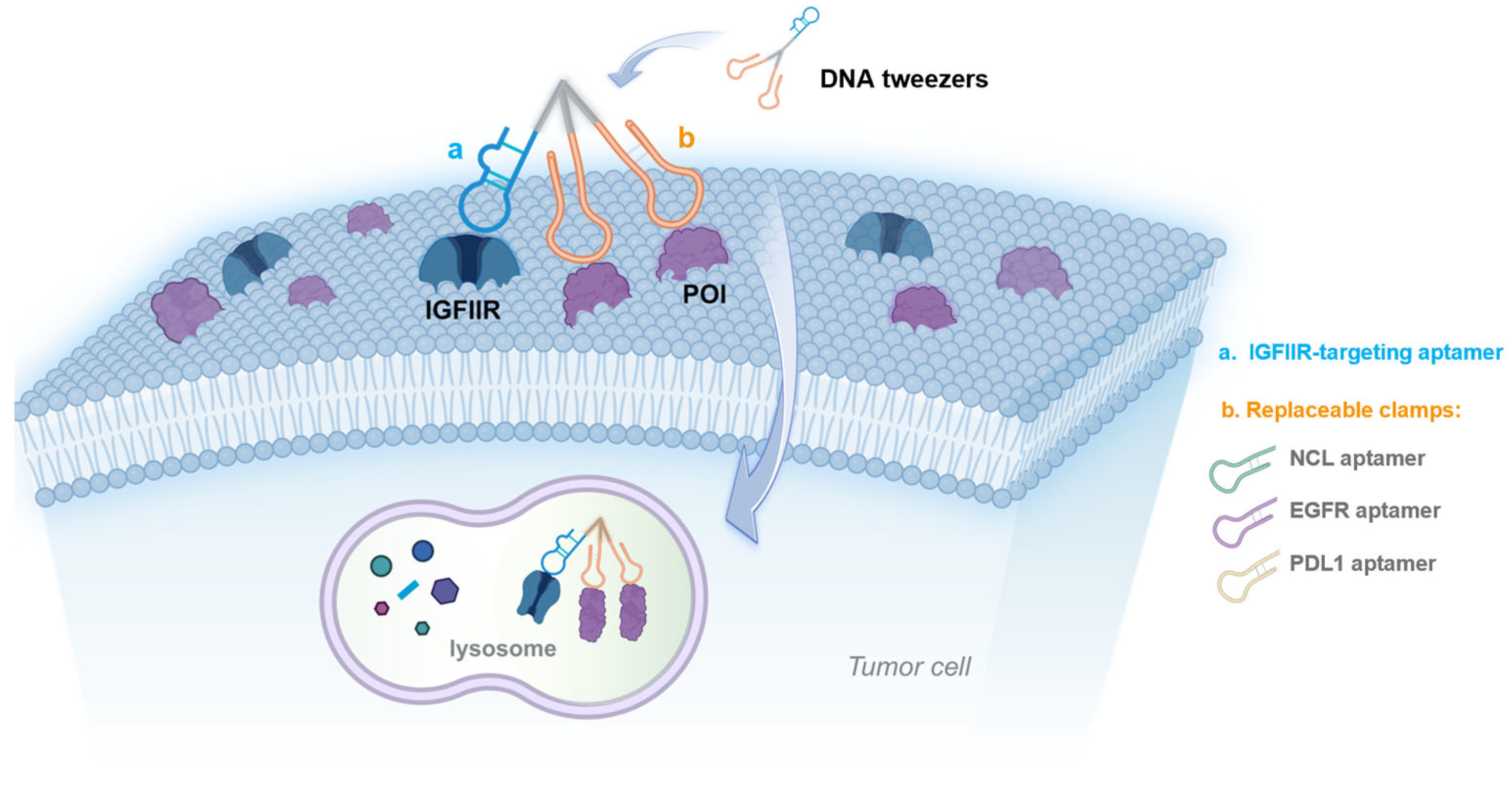 Pharmaceutics 17 00785 sch001