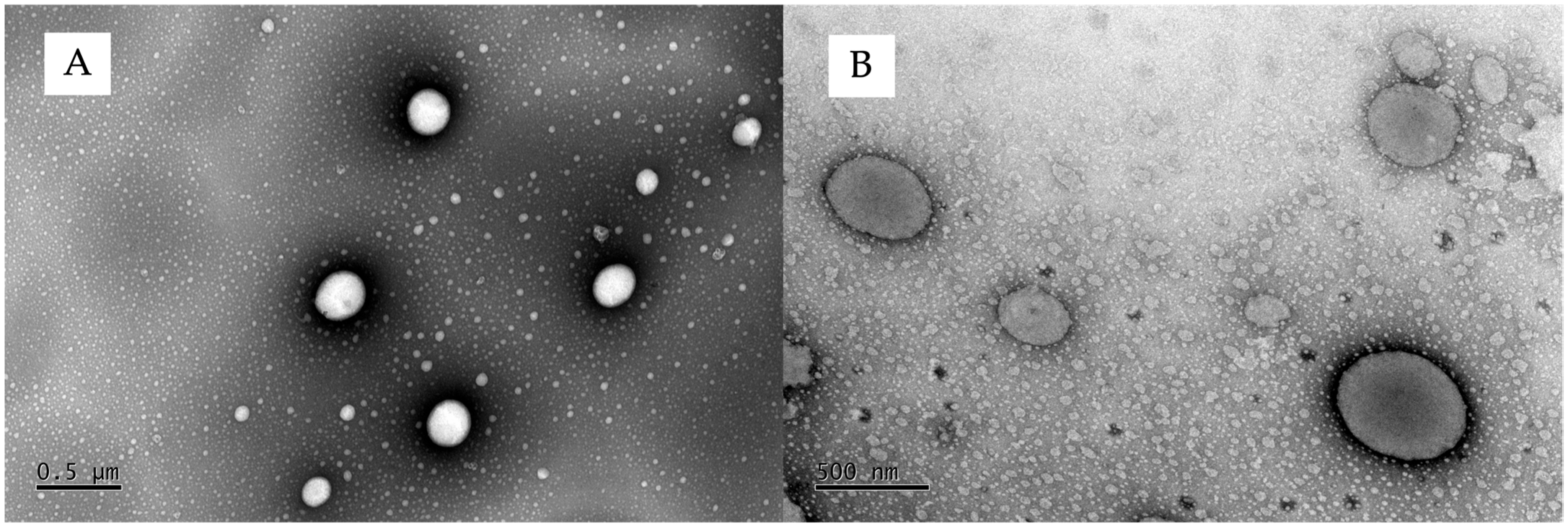 Pharmaceutics 17 00786 g003 Pharmaceutics 17 00786 g003