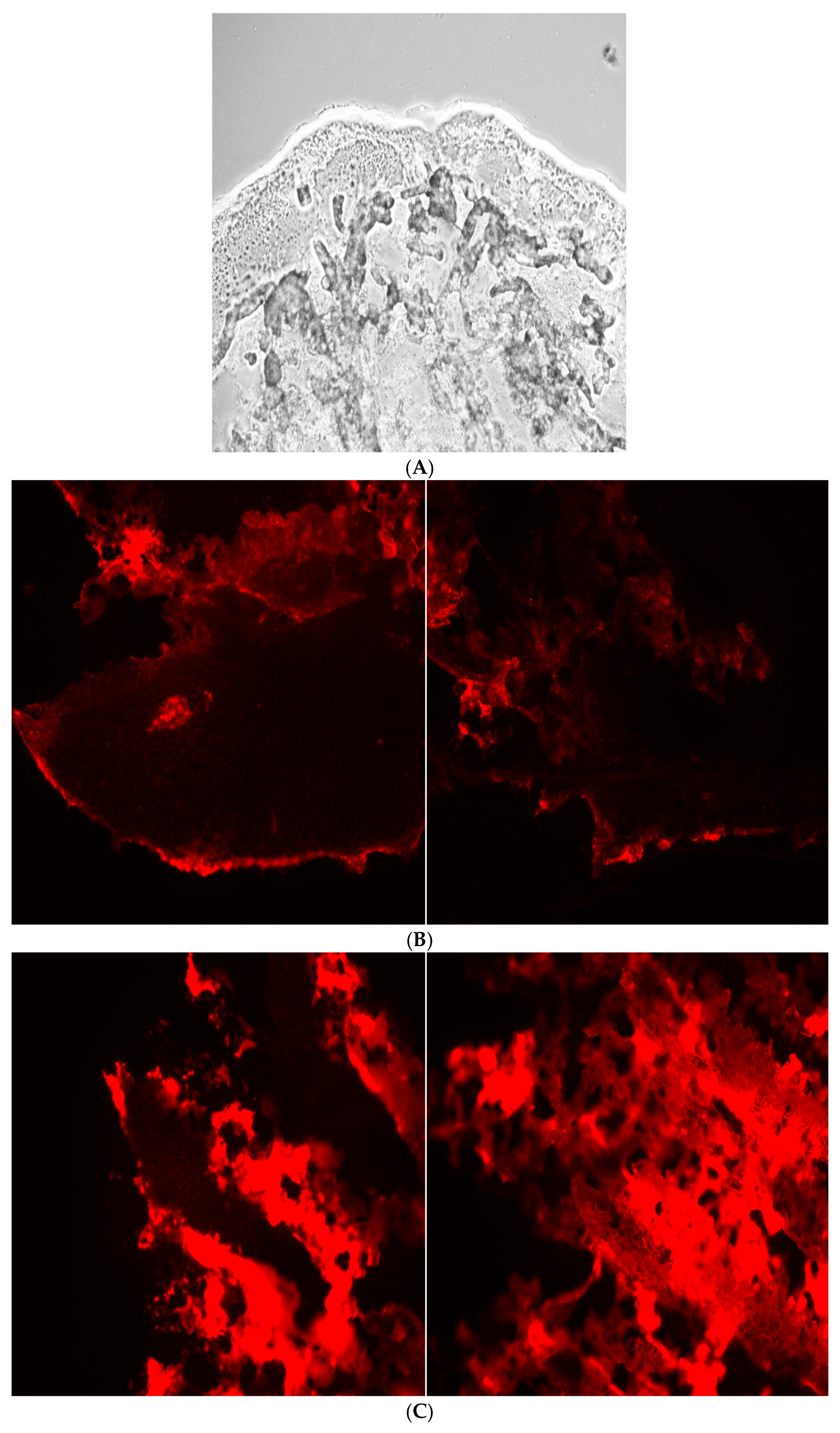 Pharmaceutics 17 00792 g005