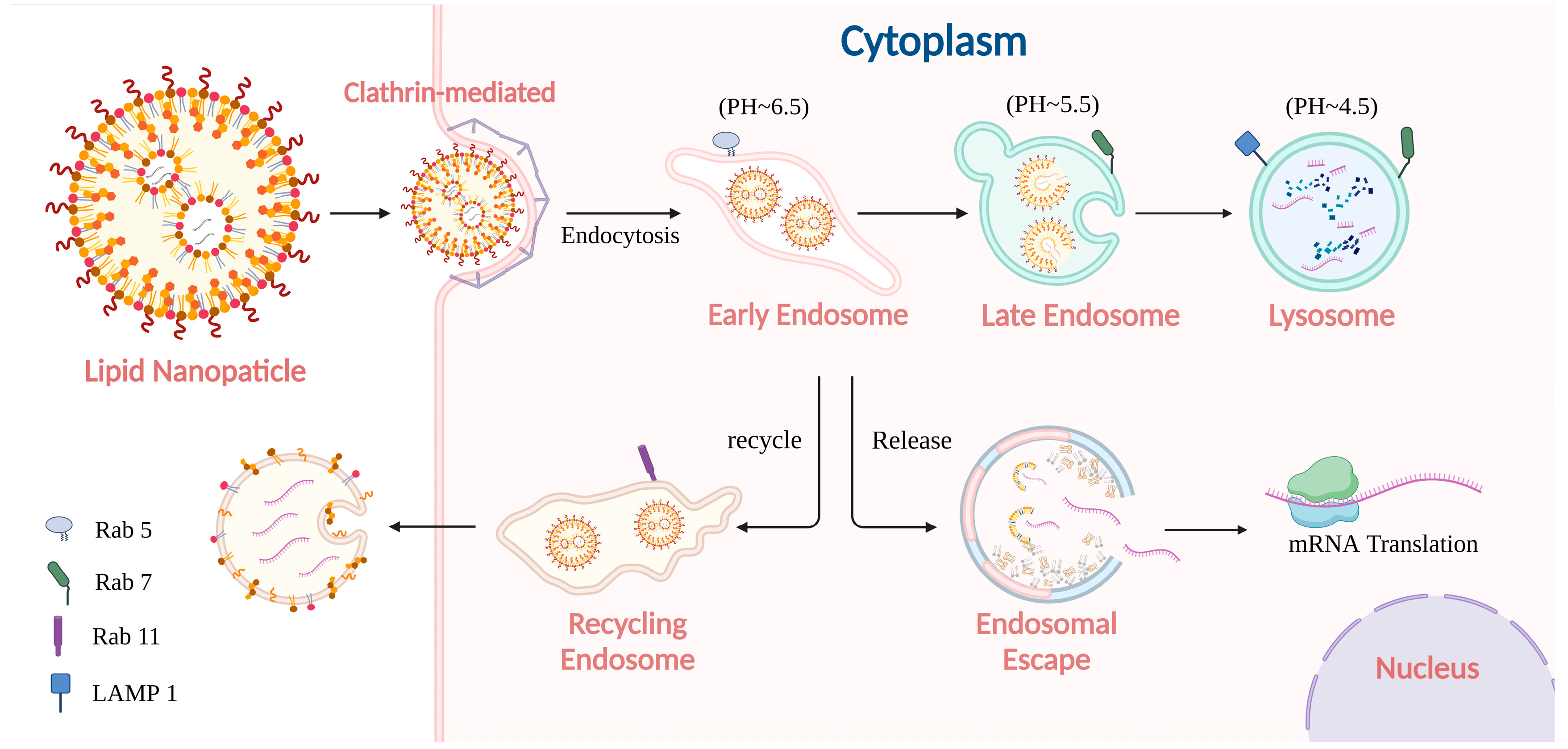 Pharmaceutics 17 00803 g002
