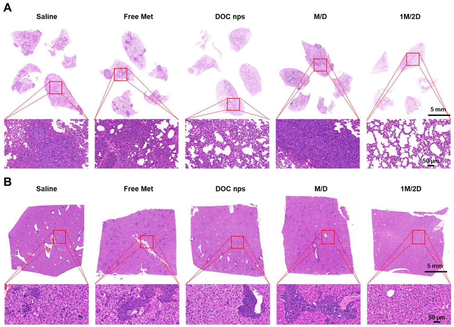 Pharmaceutics 17 00812 g006