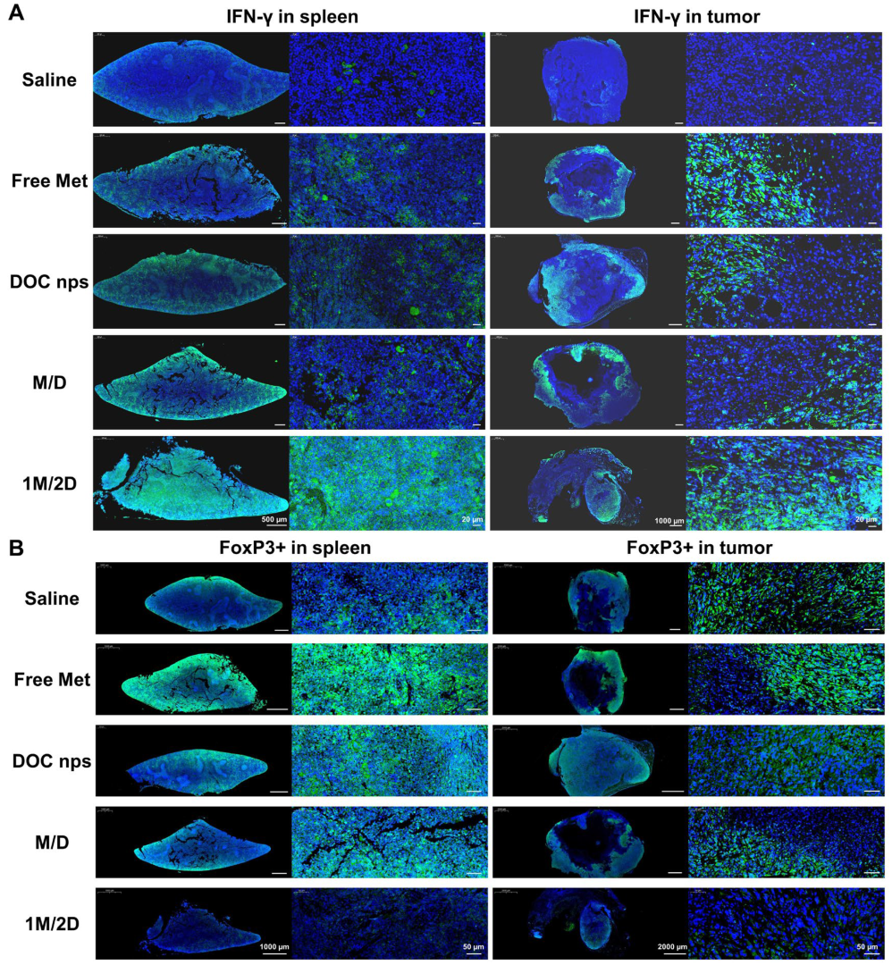 Pharmaceutics 17 00812 g008