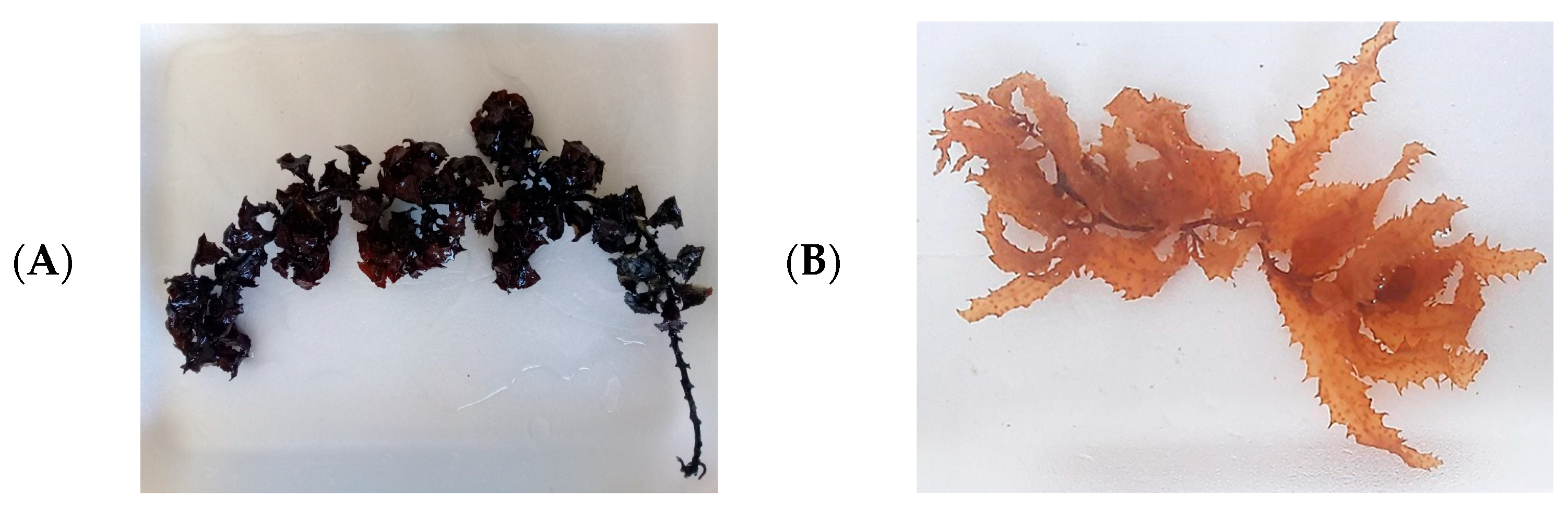 Pharmaceutics 17 00826 g002