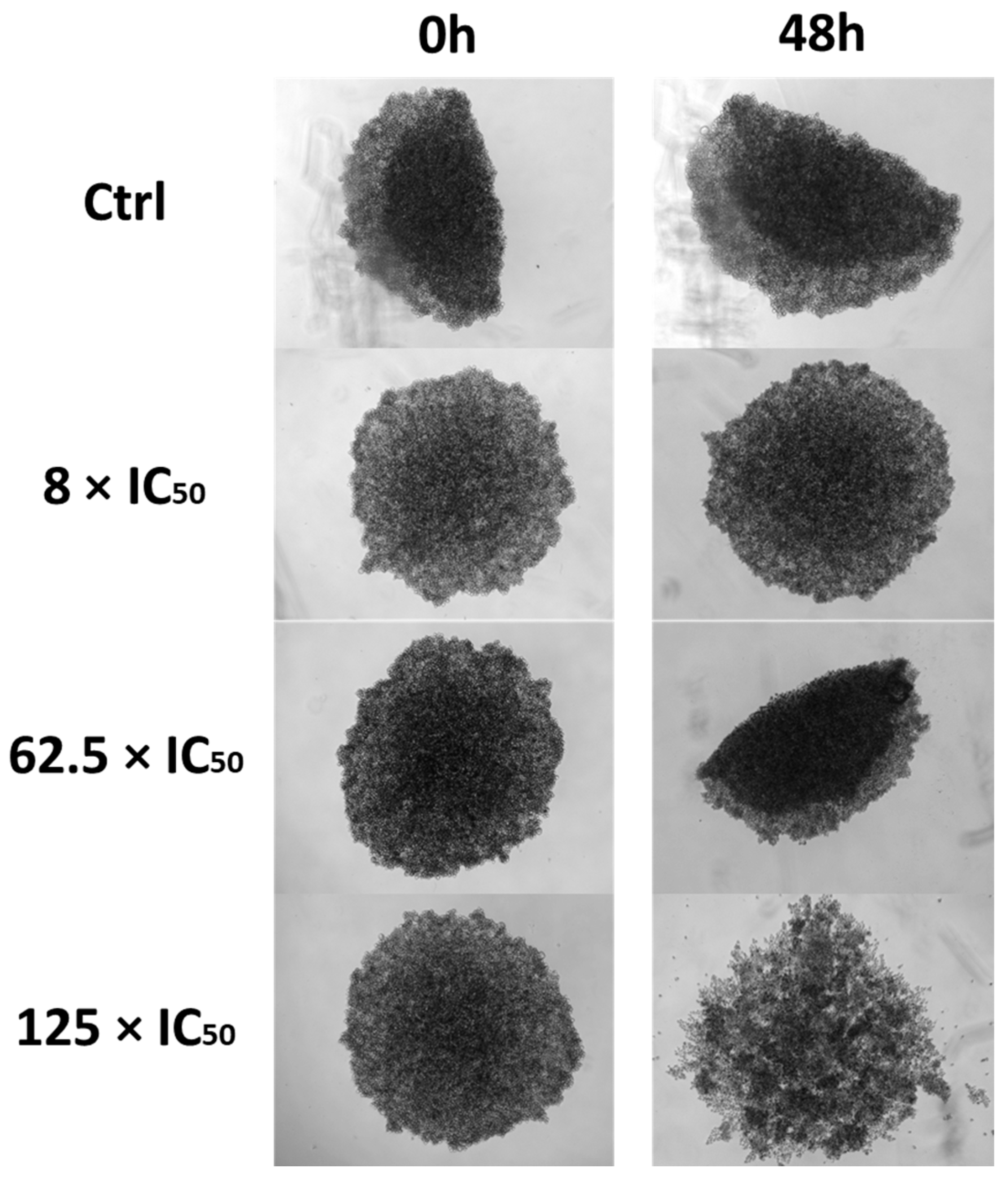 Pharmaceutics 17 00829 g011