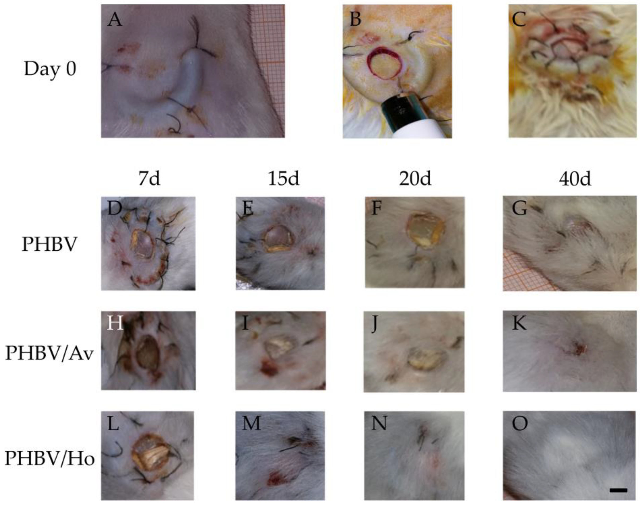 Pharmaceutics 17 00833 g002