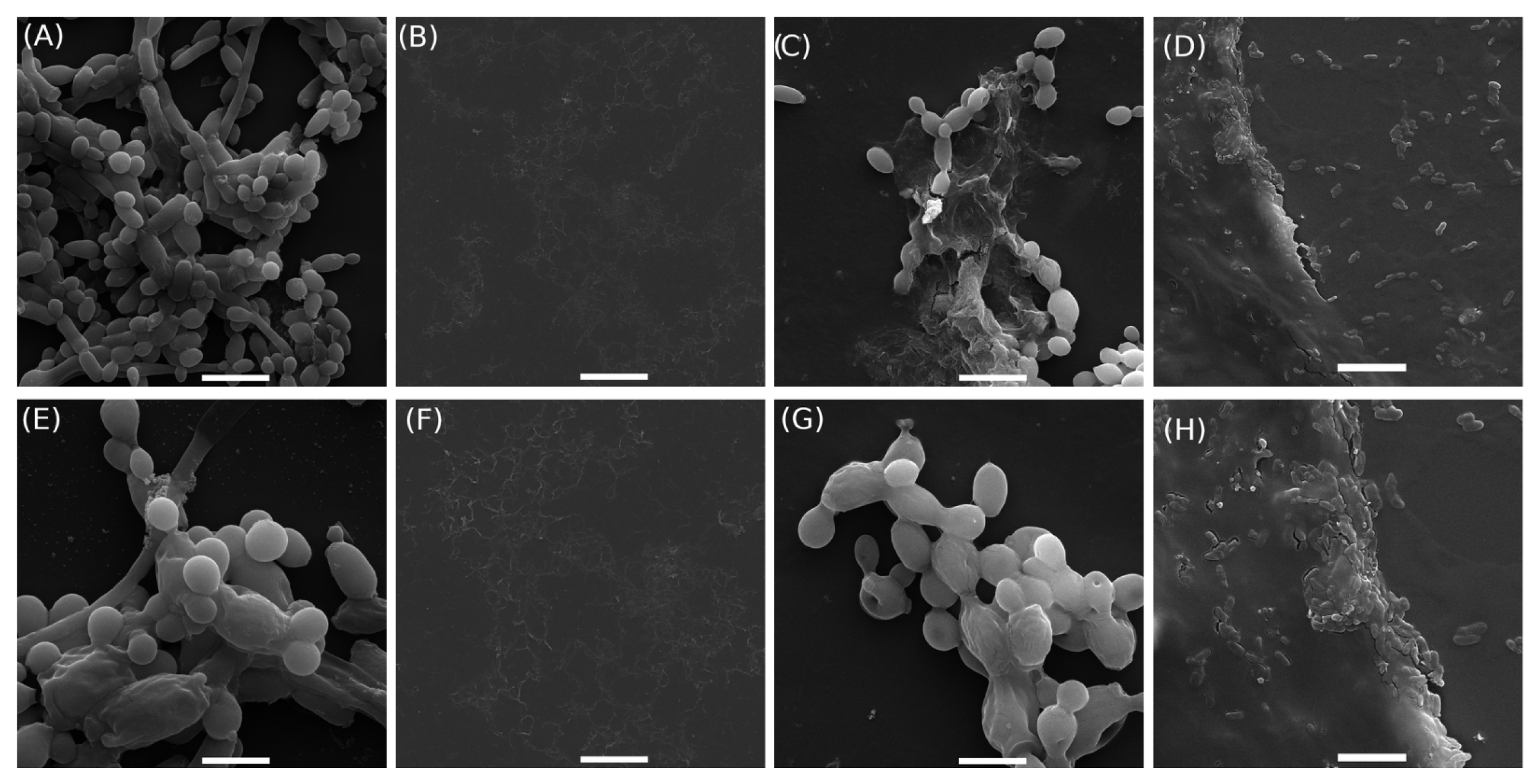 Pharmaceutics 17 00836 g004