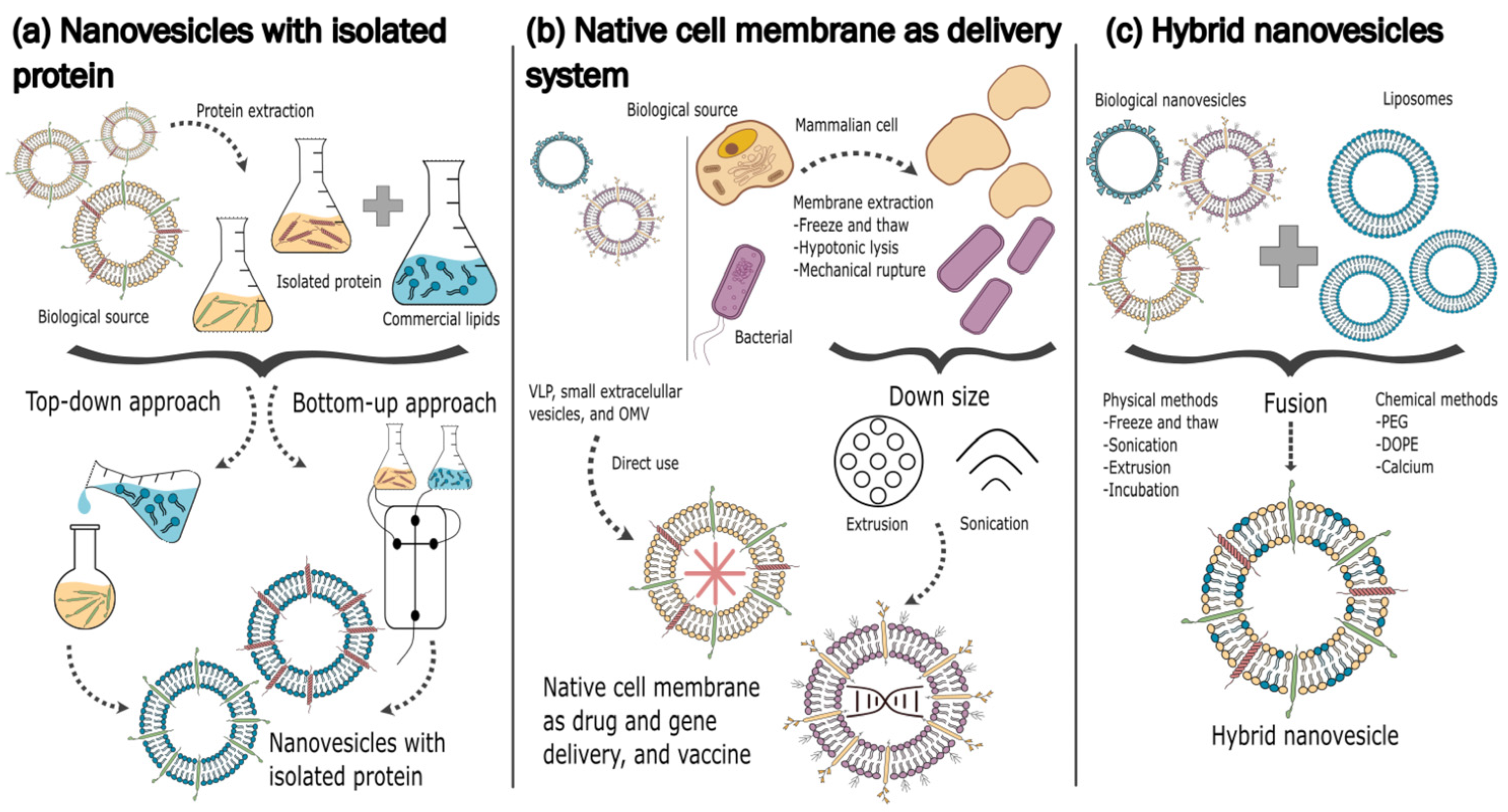 Pharmaceutics 17 00841 g001