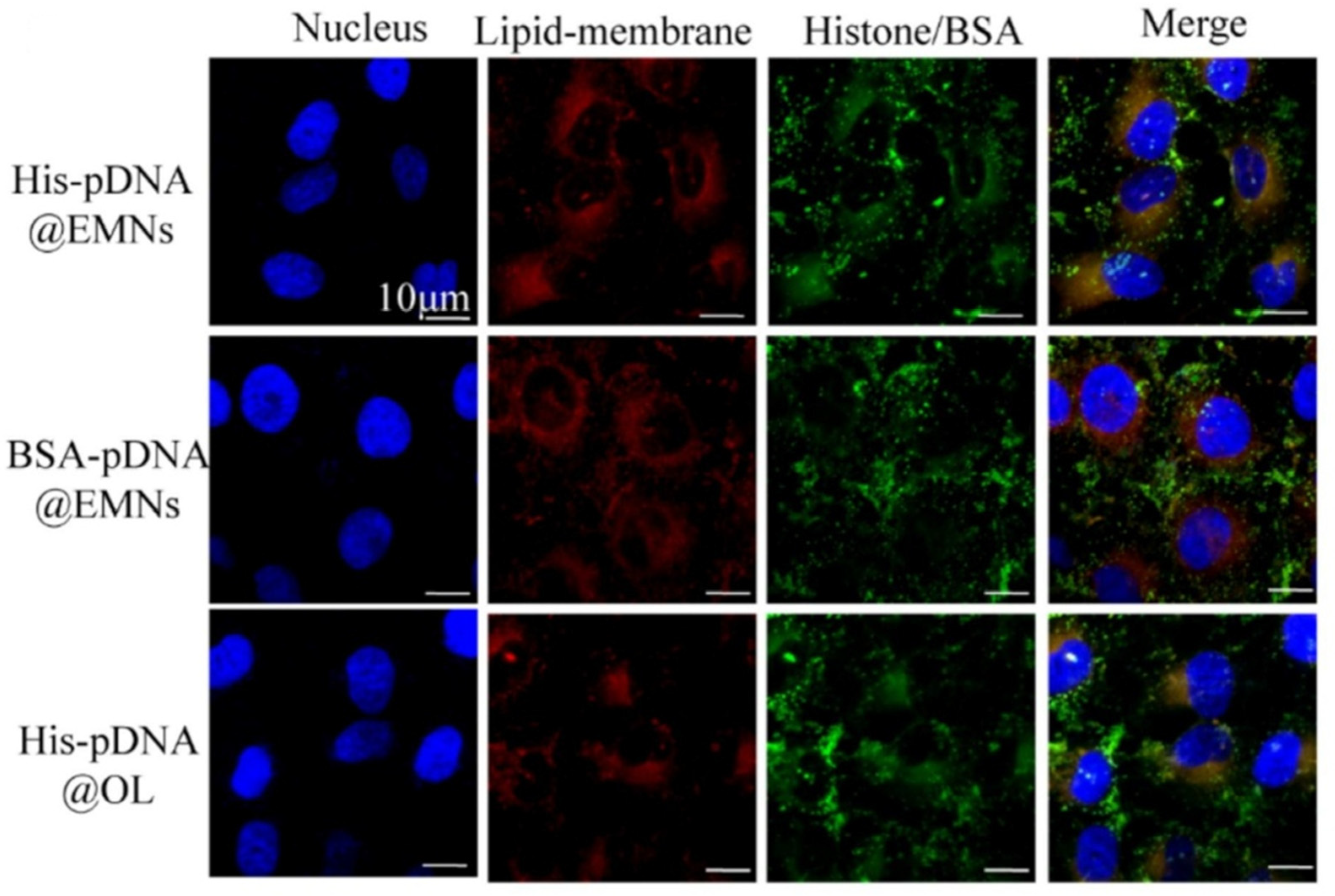 Pharmaceutics 17 00841 g002