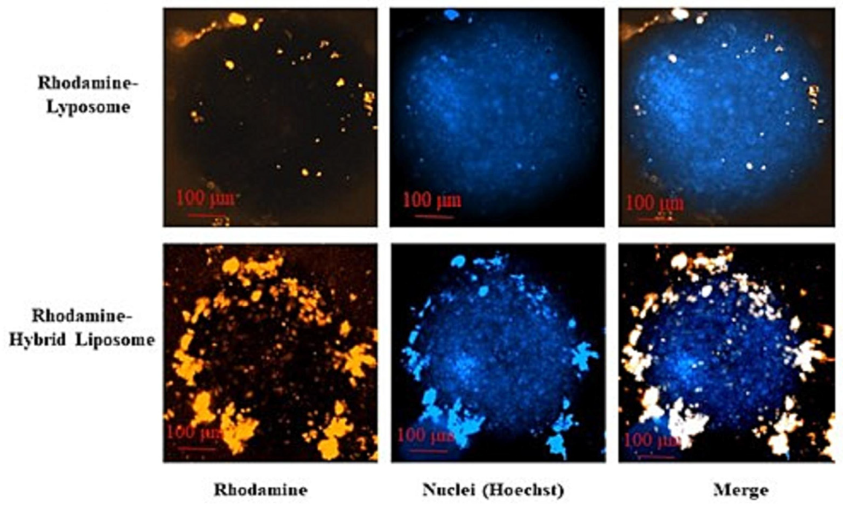 Pharmaceutics 17 00841 g003