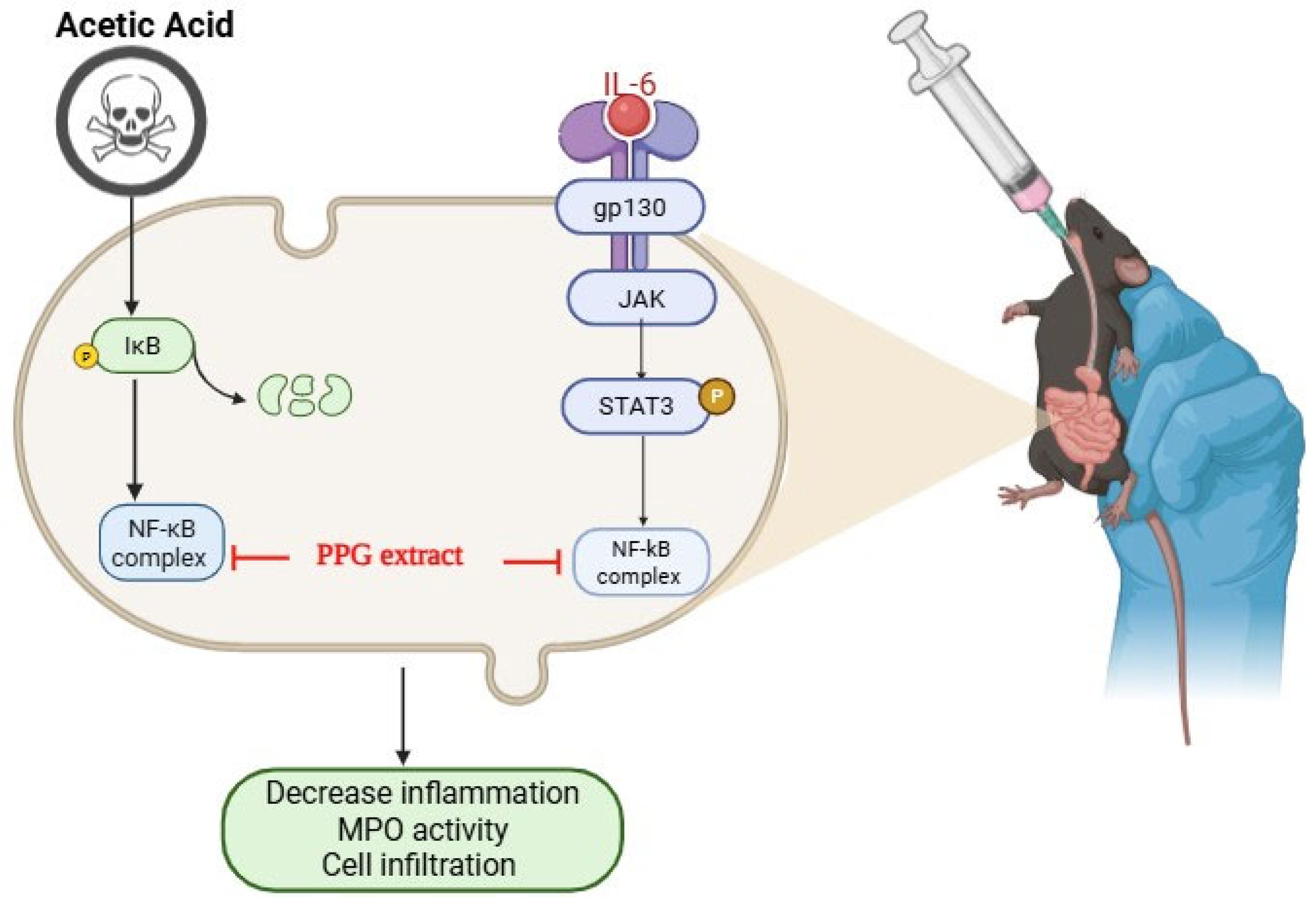 Pharmaceutics 17 00843 g001