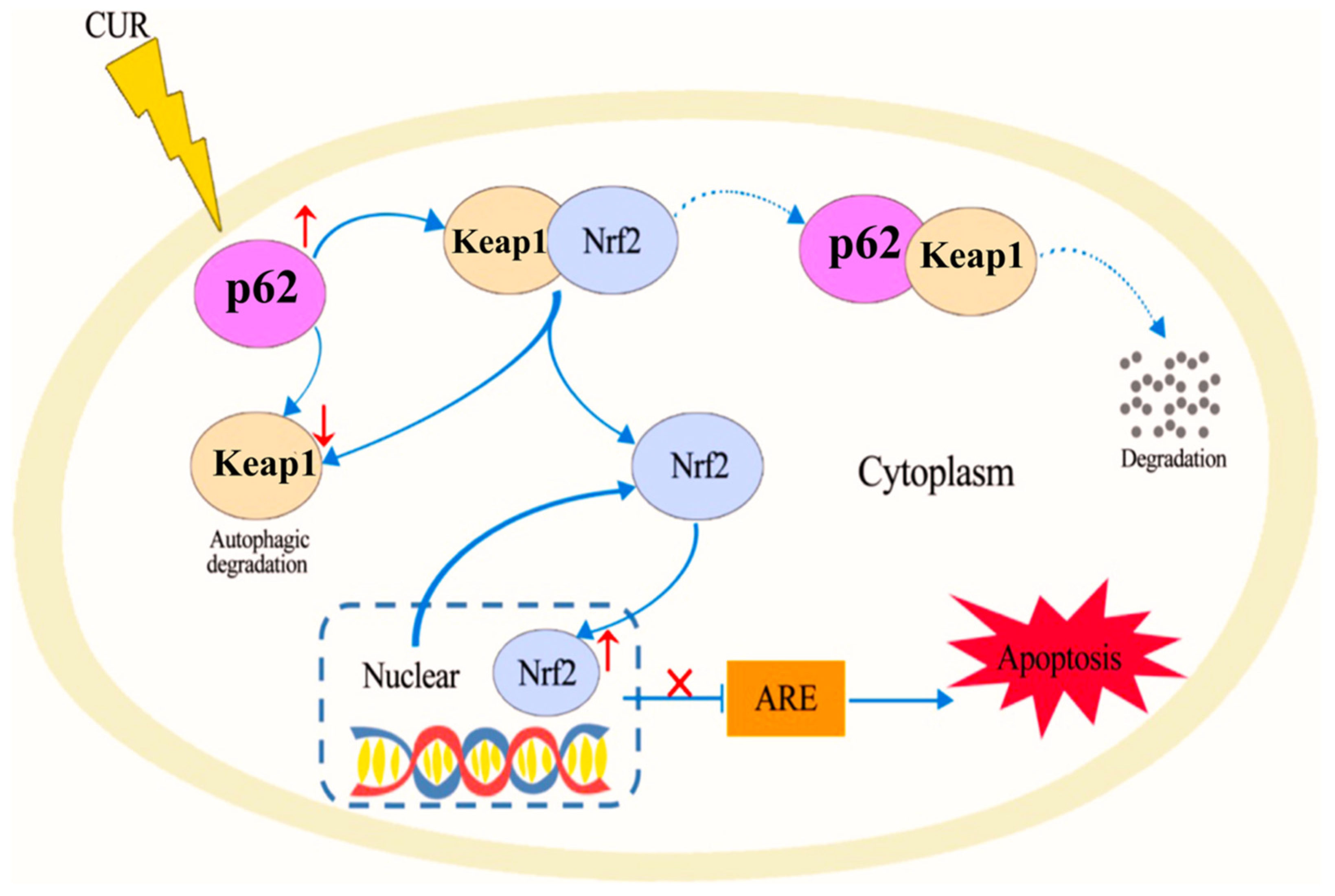 Pharmaceutics 17 00855 g004 Pharmaceutics 17 00855 g004