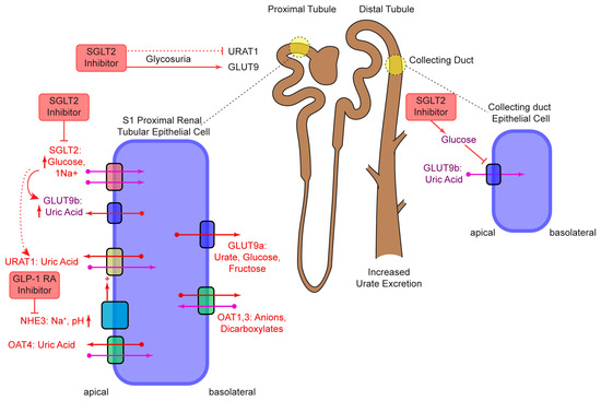 can semaglutide cause gout Could Sodium-Glucose Co-Transporter-2 Inhibitors and Glucagon-like  Peptide-1 Receptor Agonists Play a Role in Gout Treatment?
