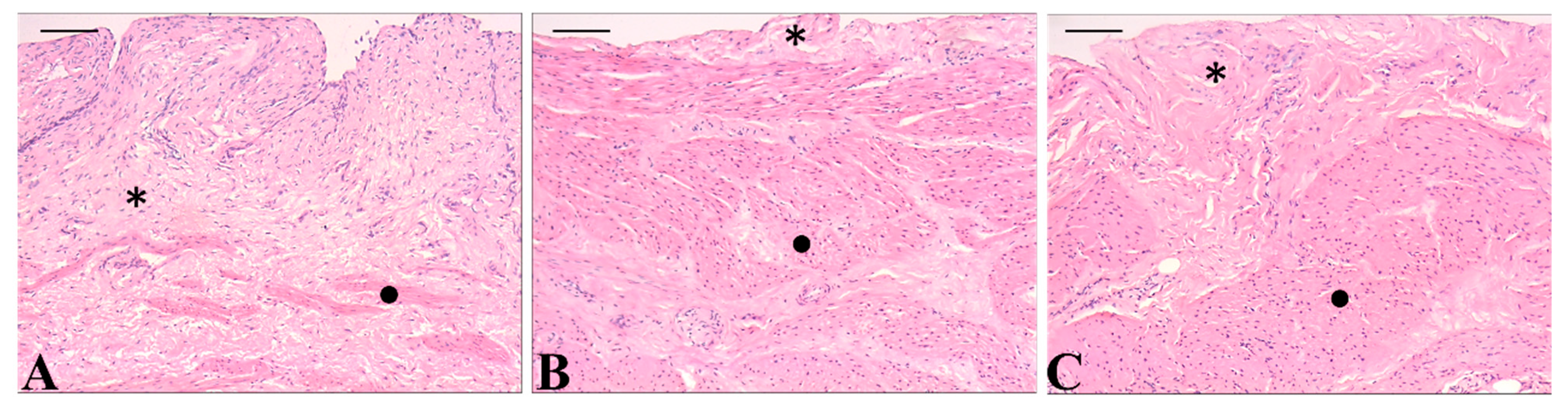 Pharmaceutics 17 00868 g008
