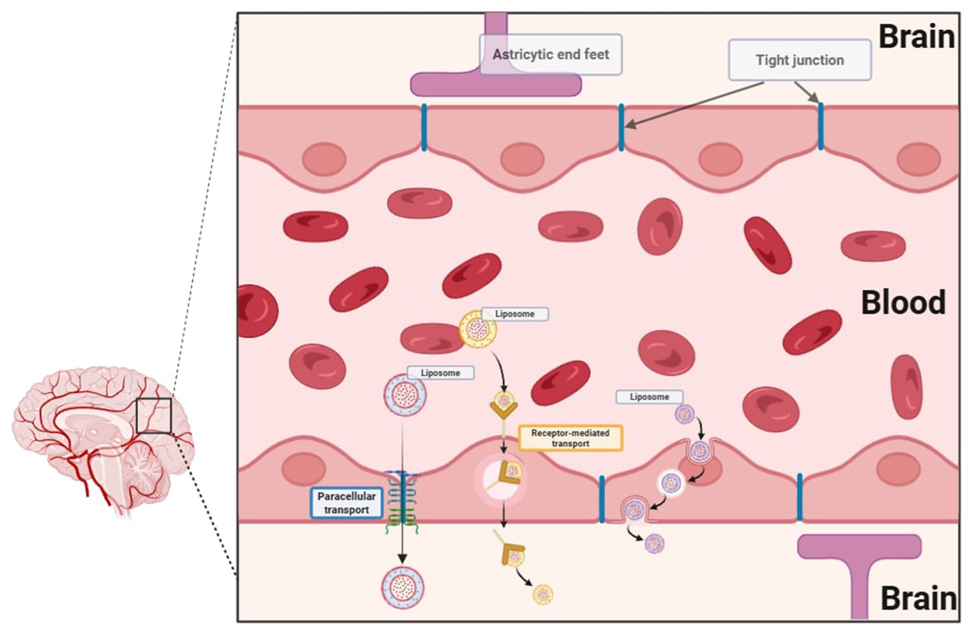 Pharmaceutics 17 00885 g002