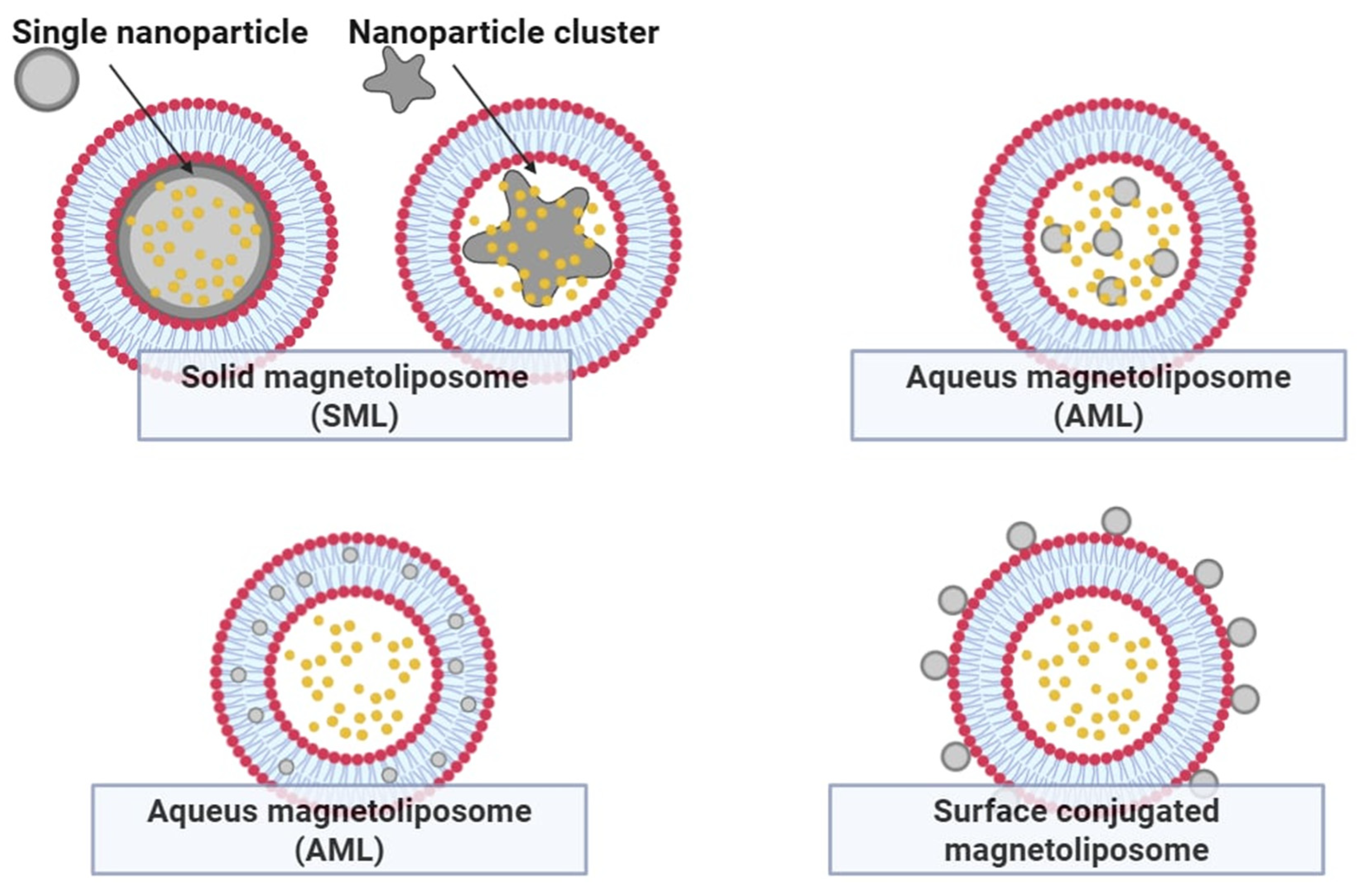 Pharmaceutics 17 00885 g007