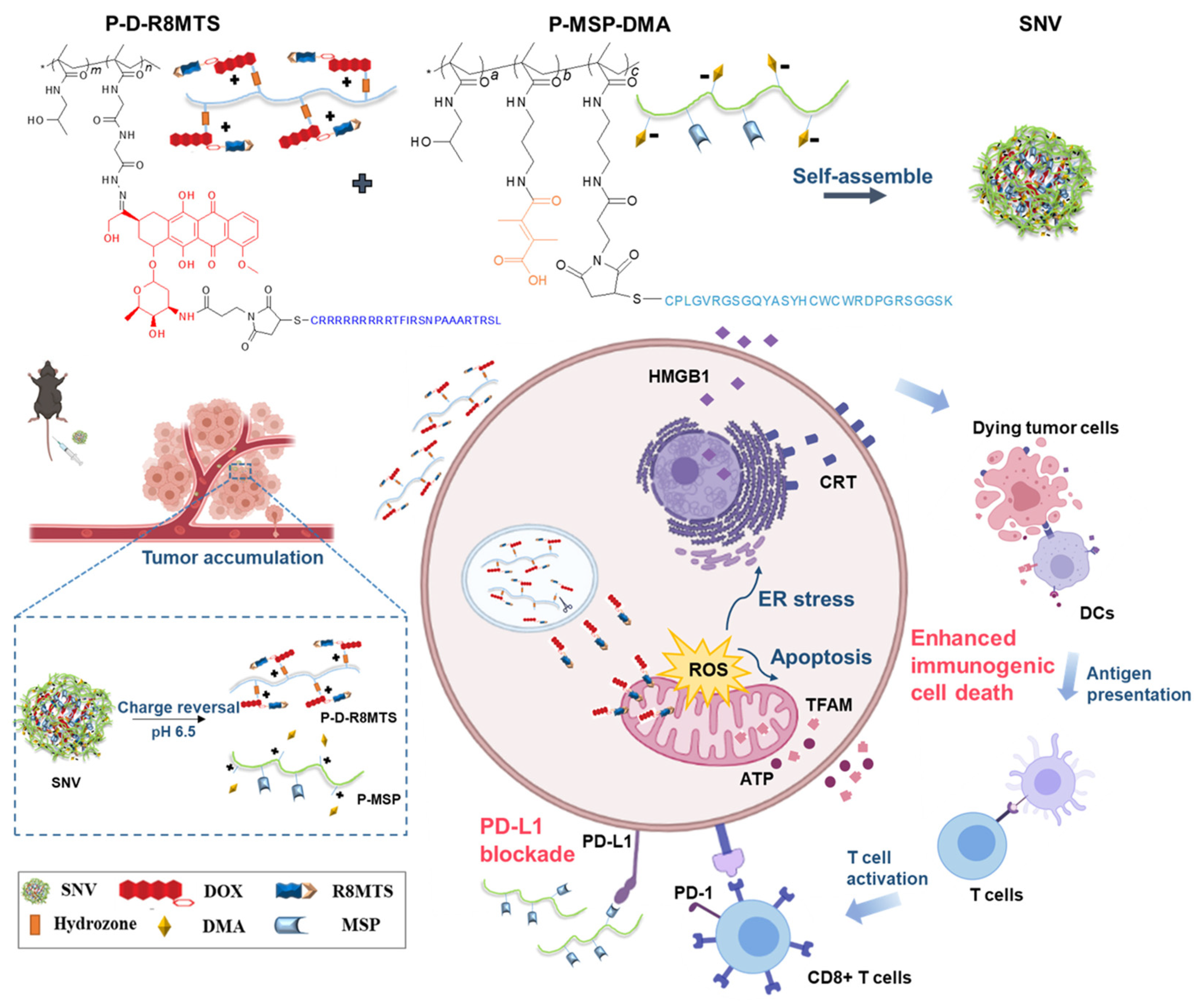 Pharmaceutics 17 00886 g006