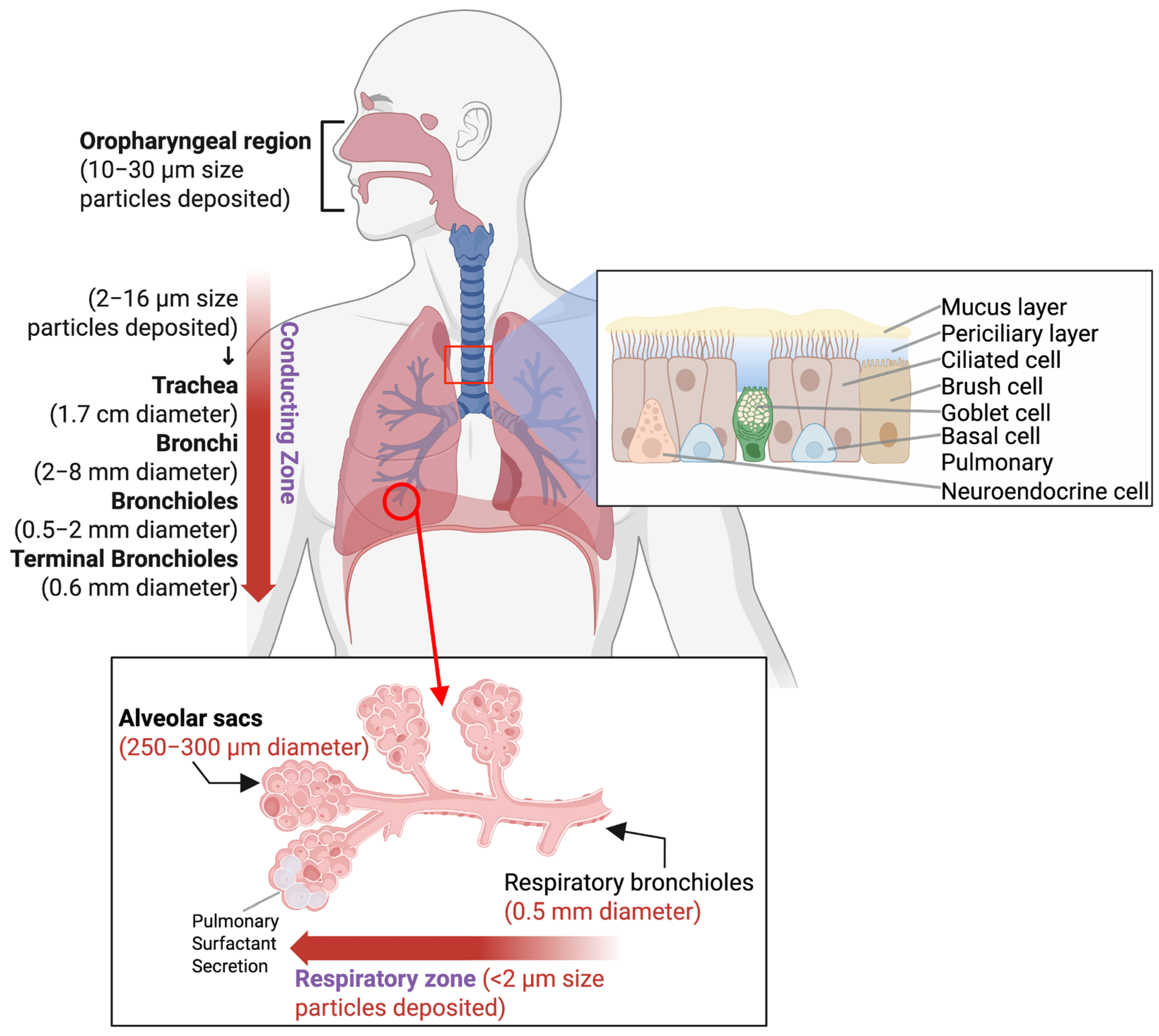 Pharmaceutics 17 00893 g001 Pharmaceutics 17 00893 g001
