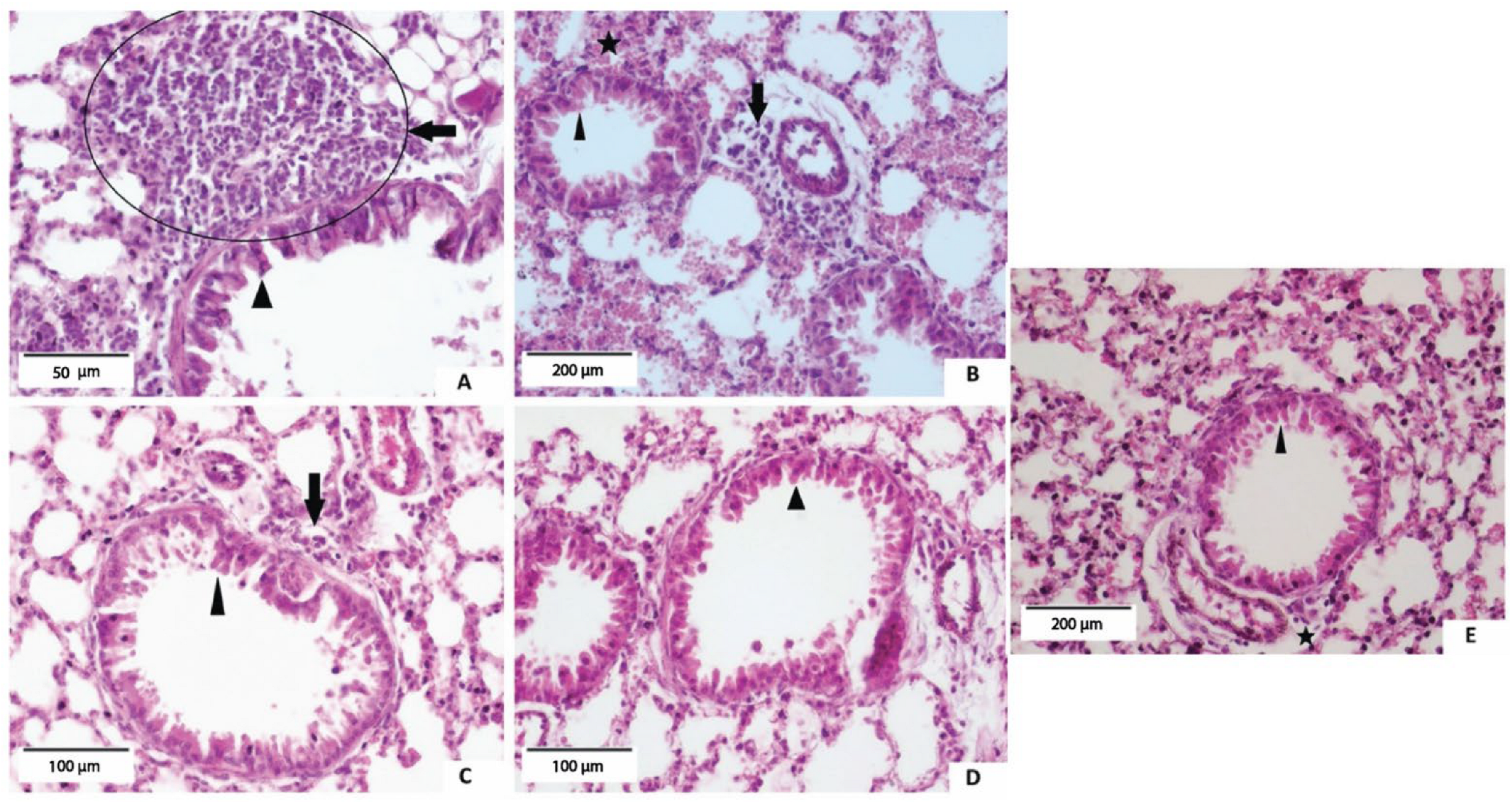 Pharmaceutics 17 00893 g005 Pharmaceutics 17 00893 g005