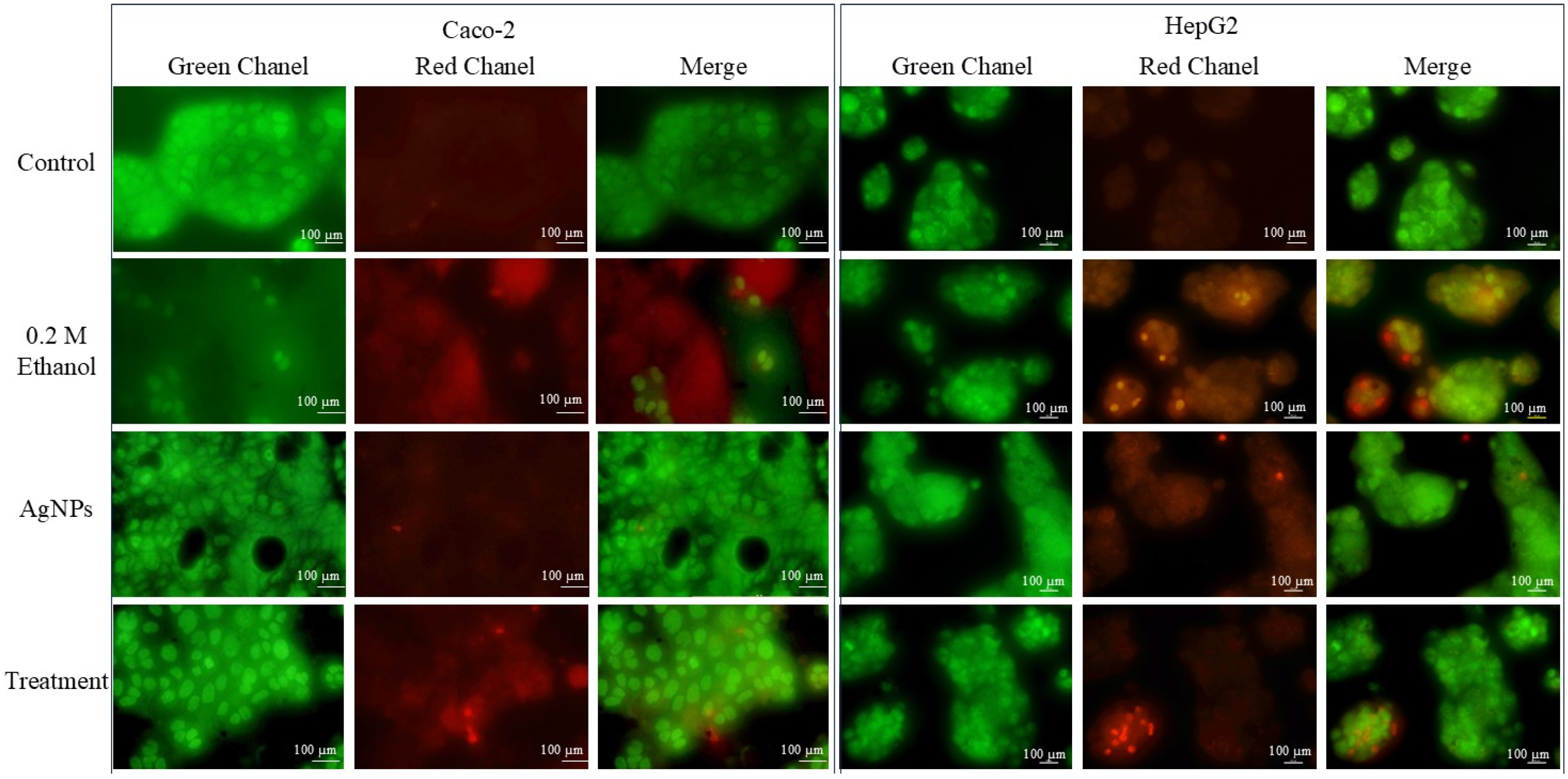 Pharmaceutics 17 00895 g005