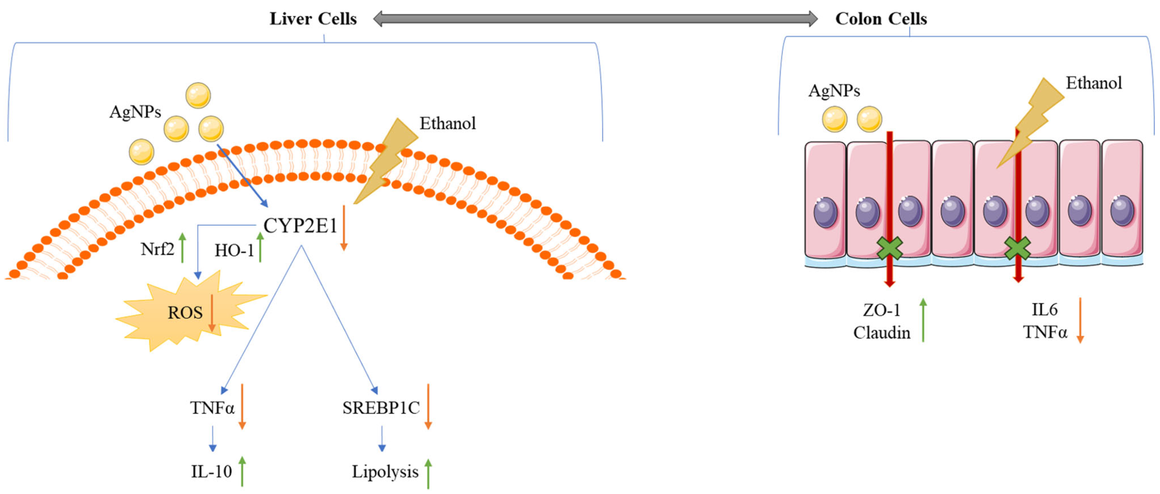 Pharmaceutics 17 00895 g010
