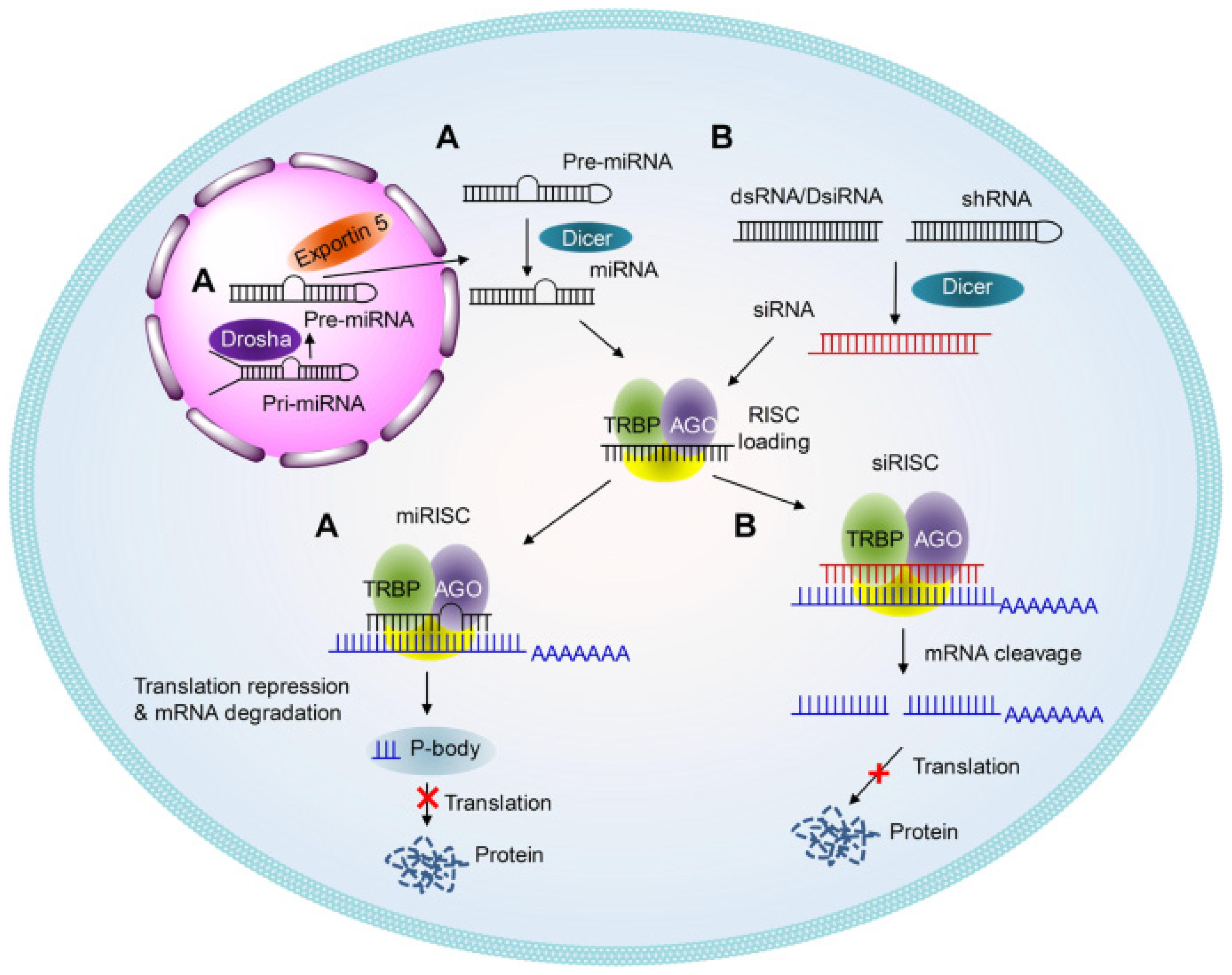 Pharmaceutics 17 00903 g003