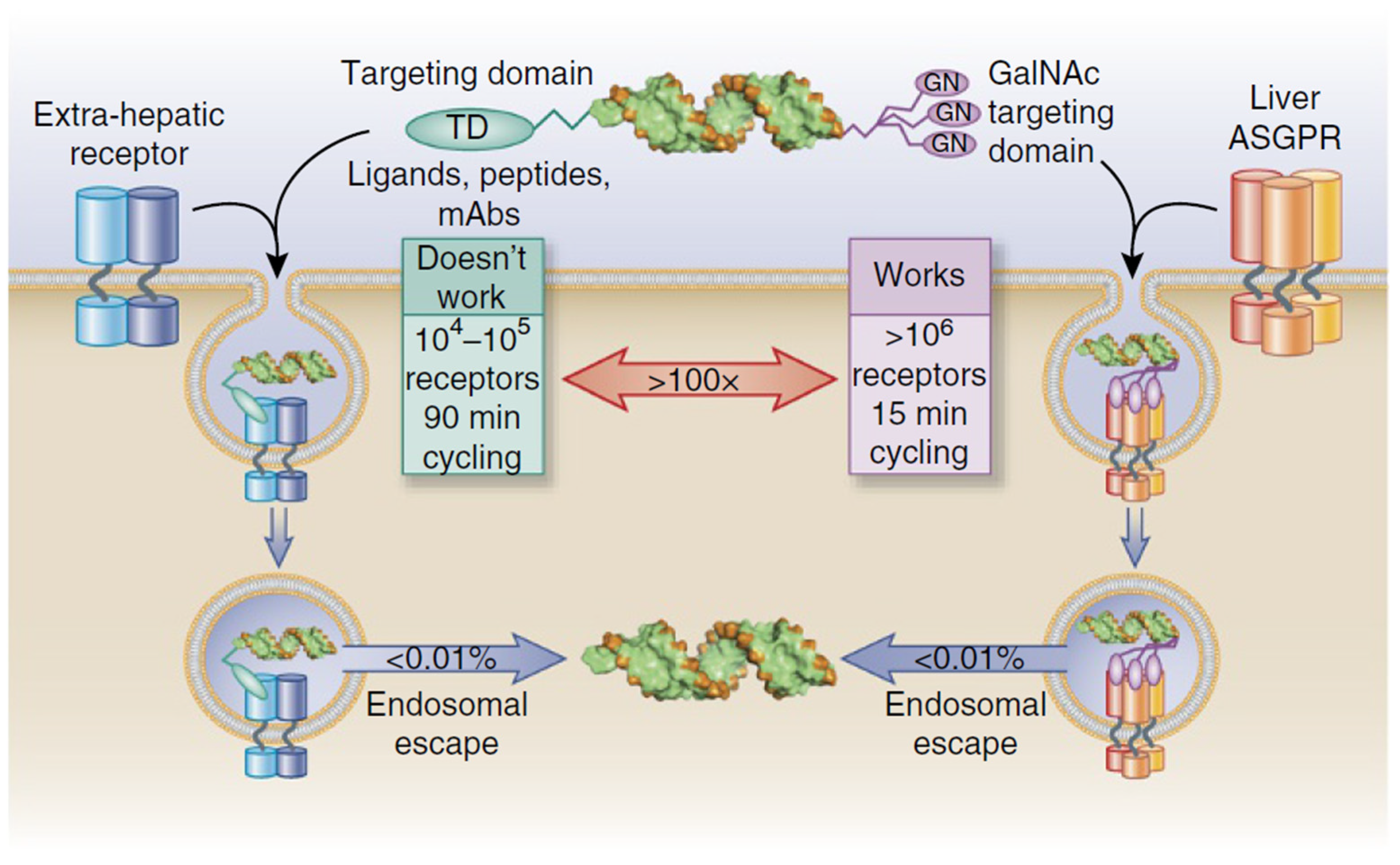 Pharmaceutics 17 00903 g005