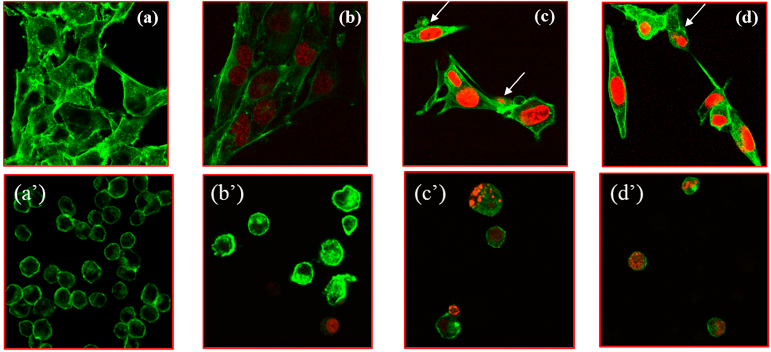 Pharmaceutics 17 00904 g003