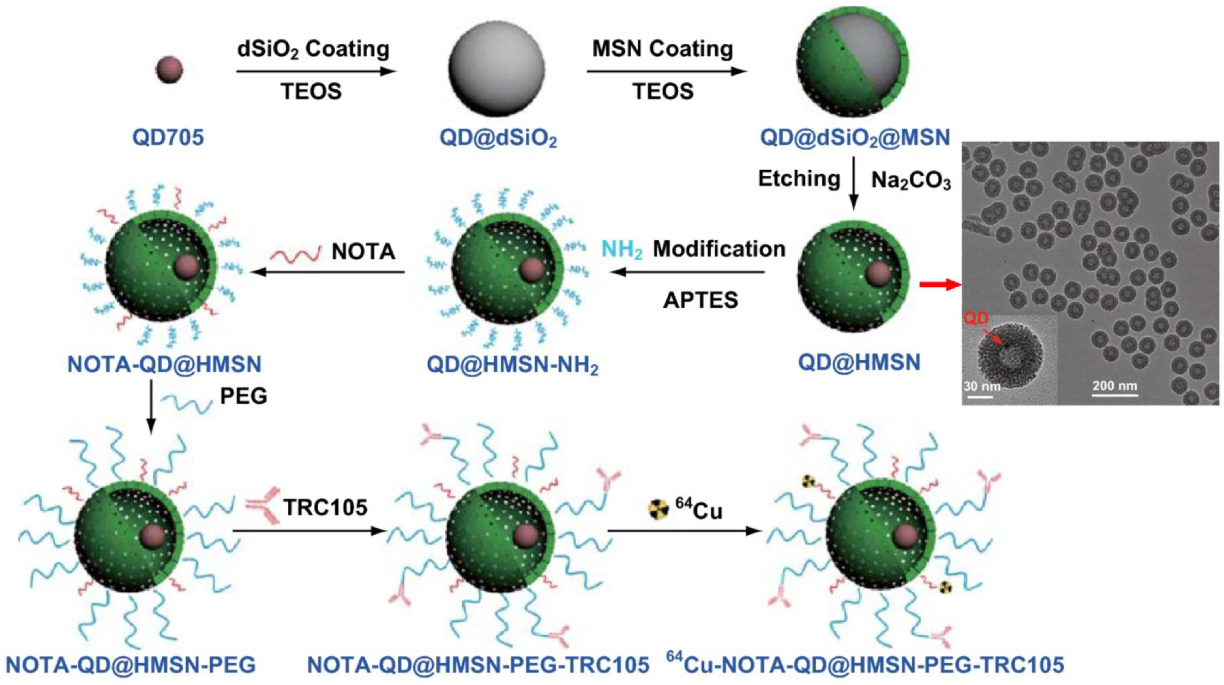 Pharmaceutics 17 00912 g012
