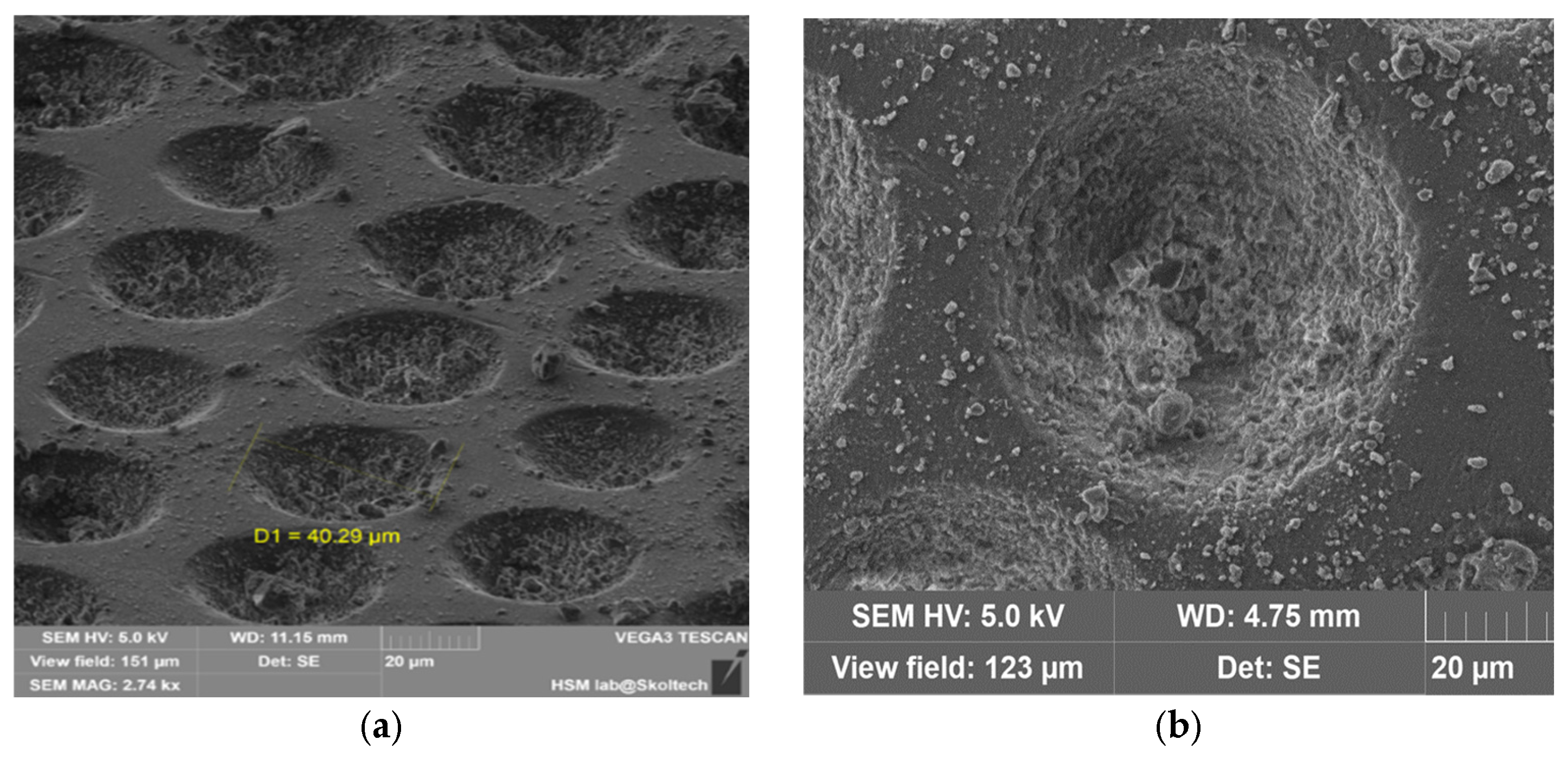 Pharmaceutics 17 00916 g002