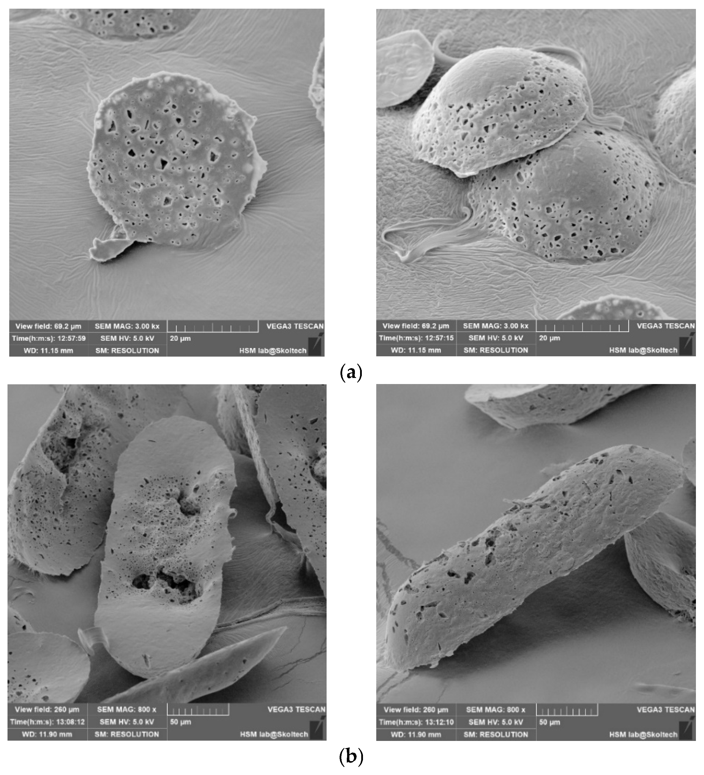 Pharmaceutics 17 00916 g004