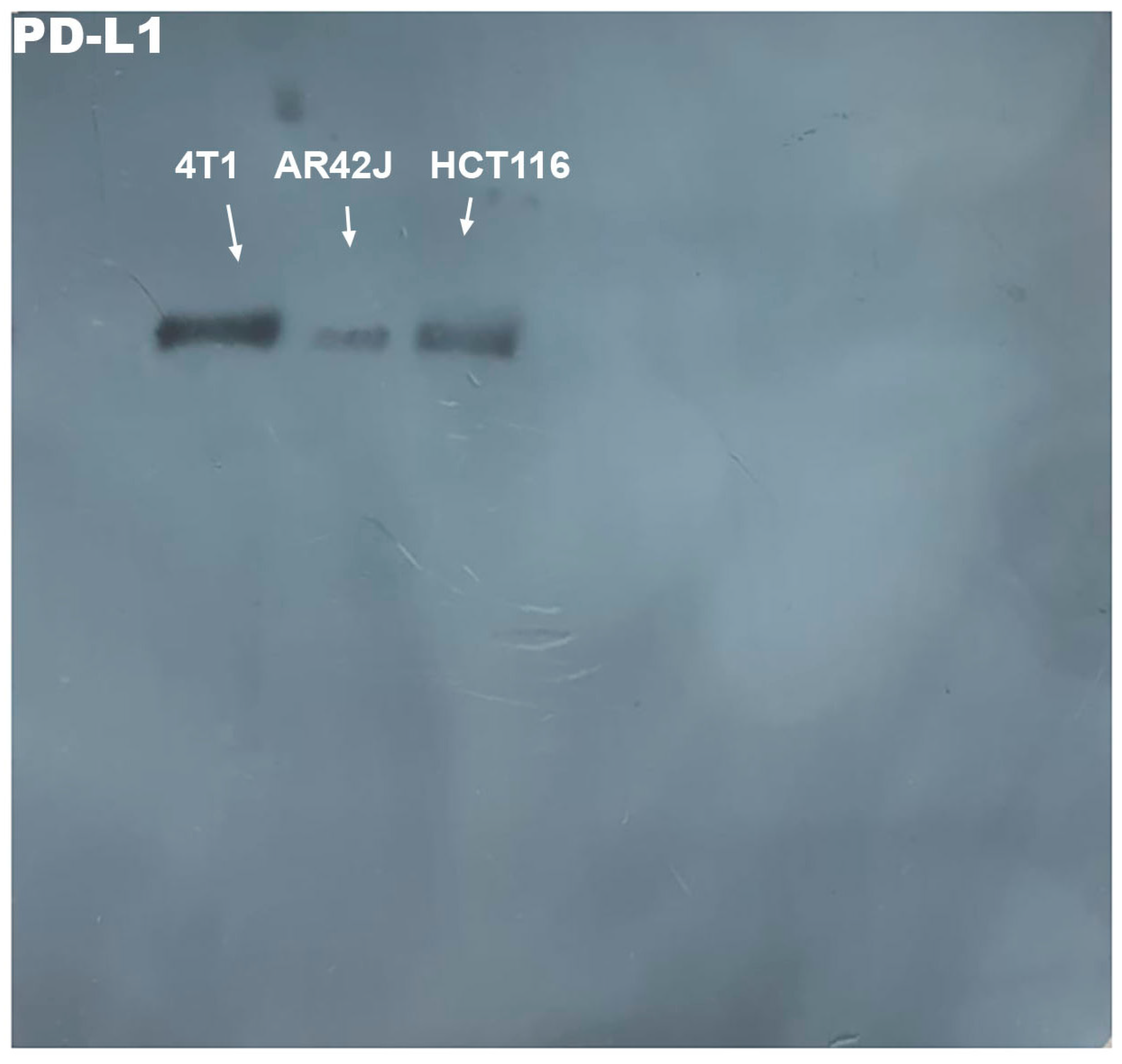 Pharmaceutics 17 00920 g0a3