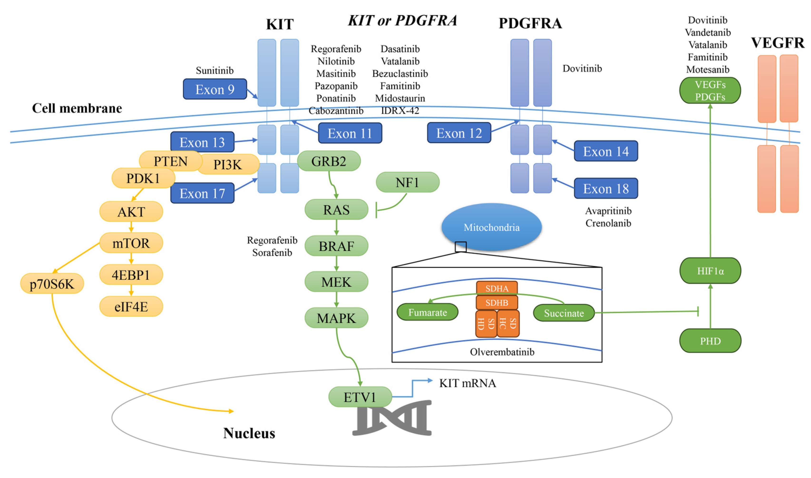 Pharmaceutics 17 00923 g003
