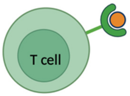 Pharmaceutics 17 00930 i009