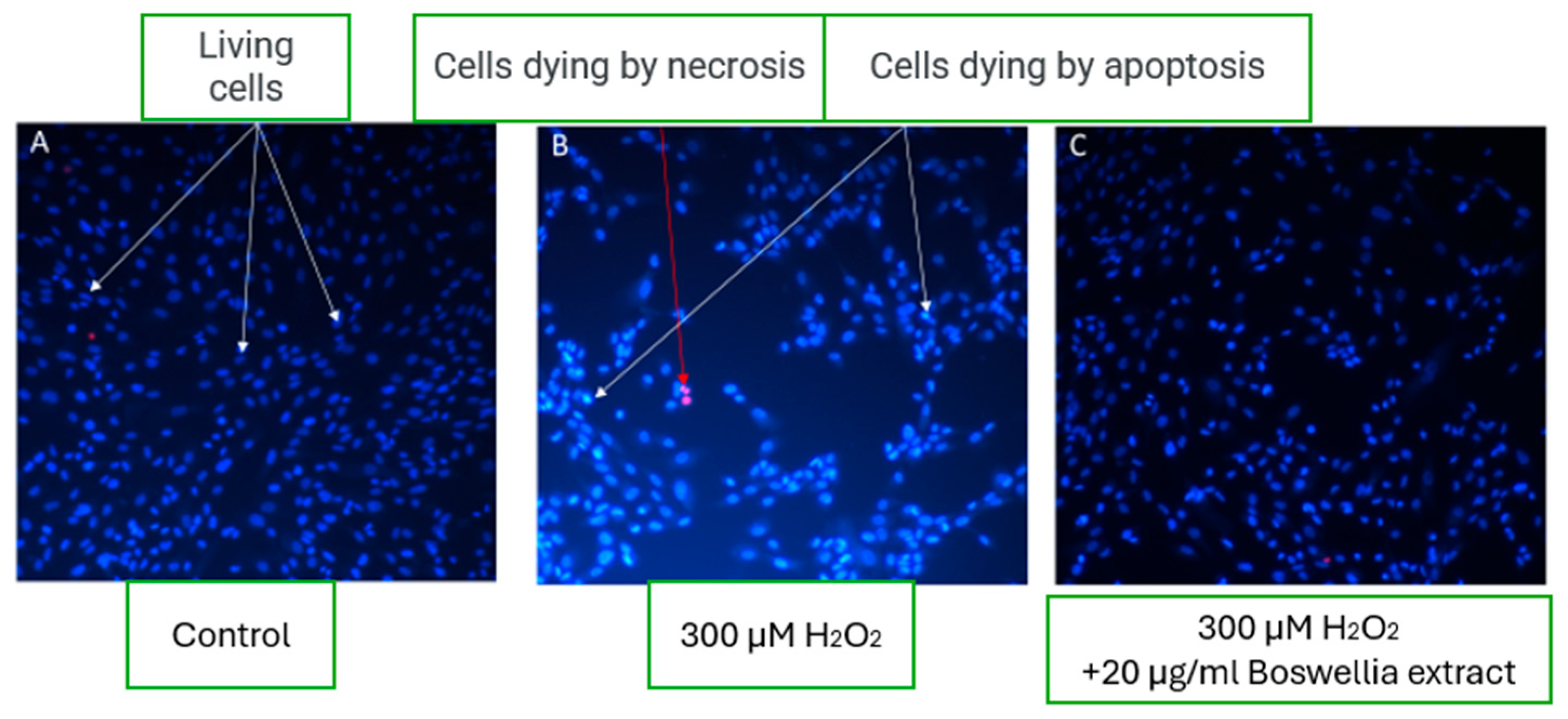 Pharmaceutics 17 00933 g005